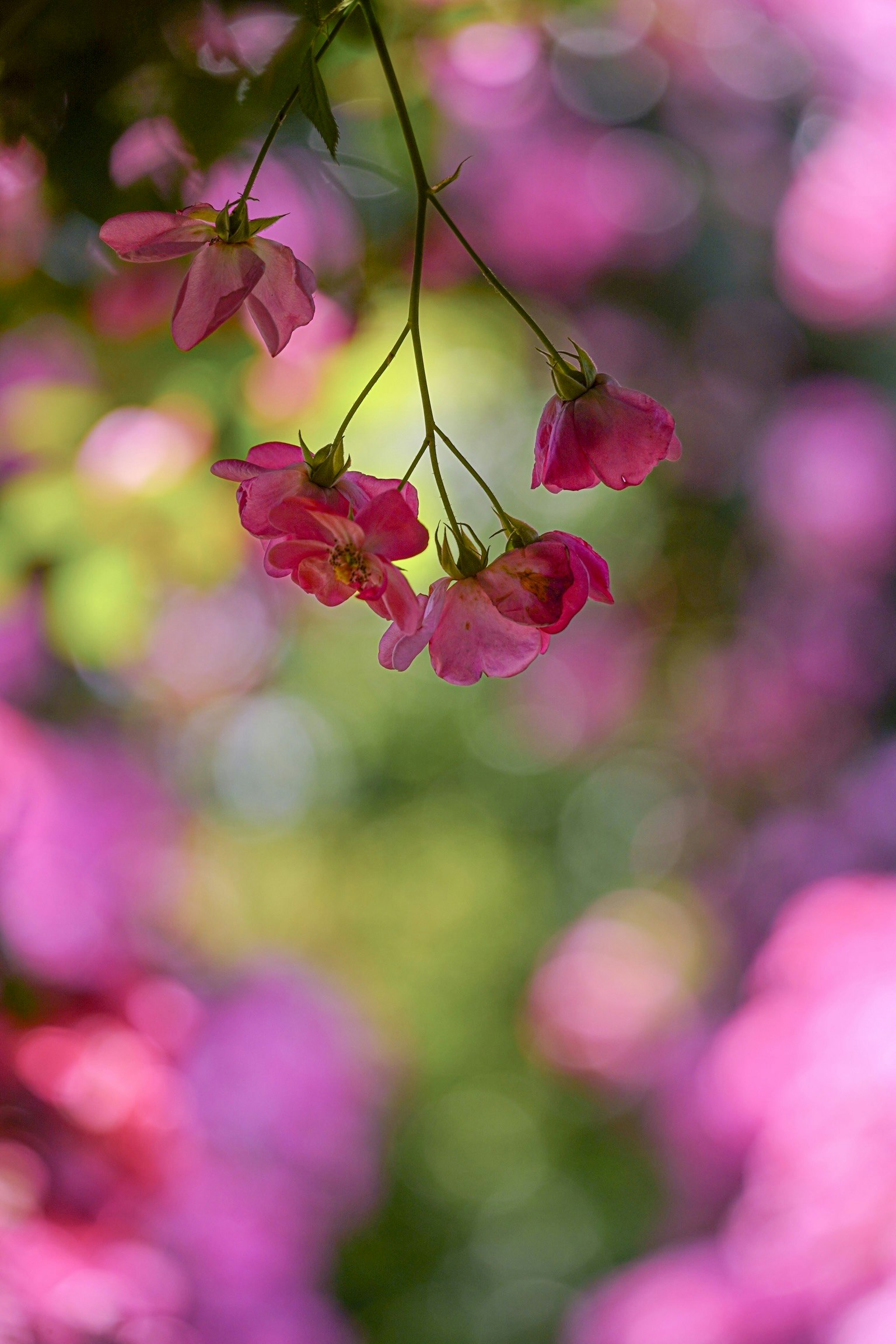 ดอกไม้สีชมพูแขวนอยู่บนพื้นหลังดอกไม้ที่มีสีสันเบลอ