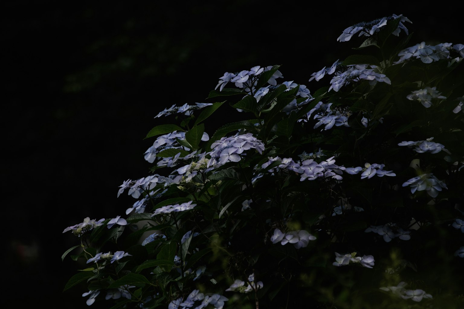 花朵在黑暗背景中盛开