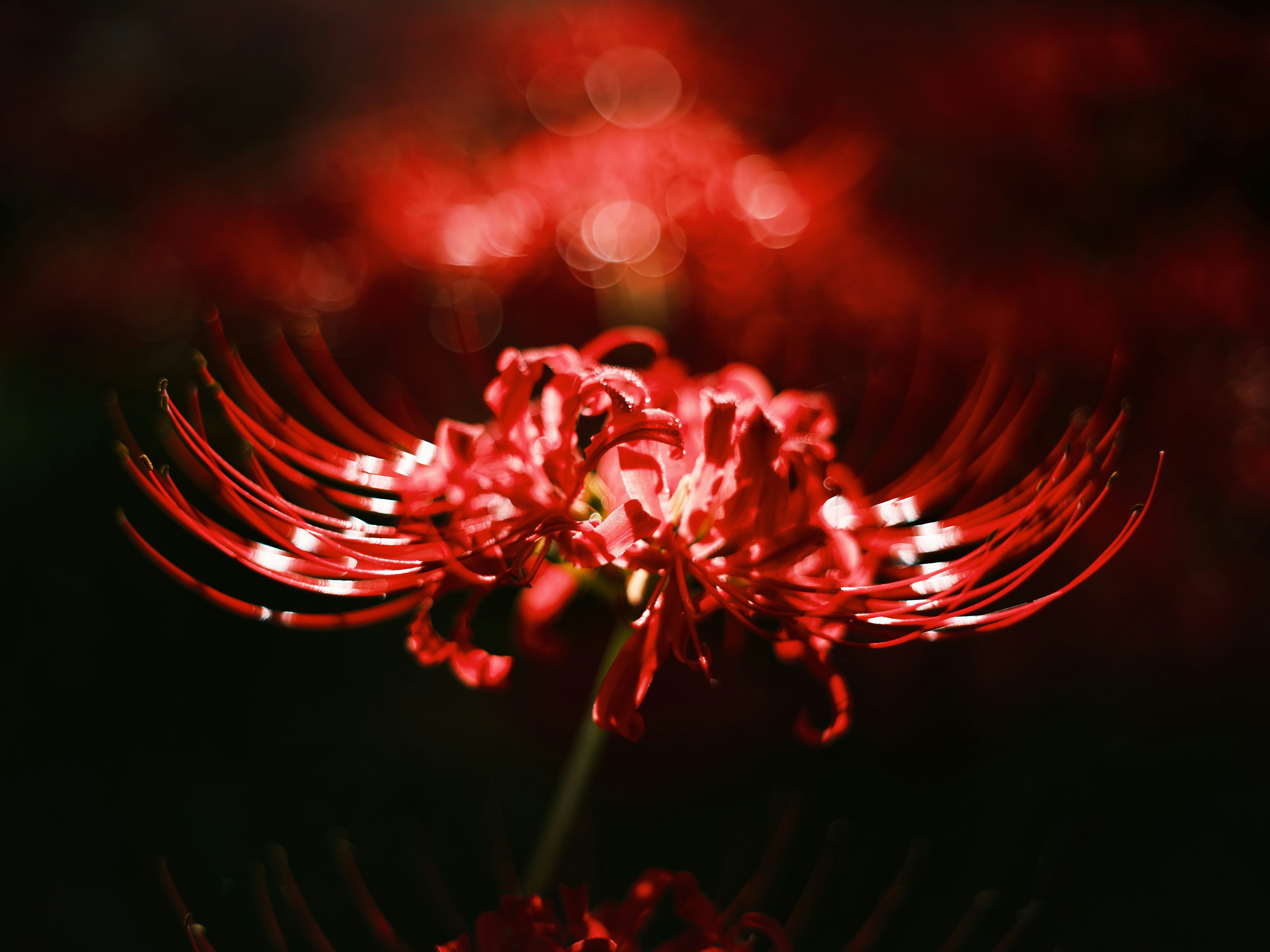 Close-up of a red spider lily with elongated petals and vibrant colors