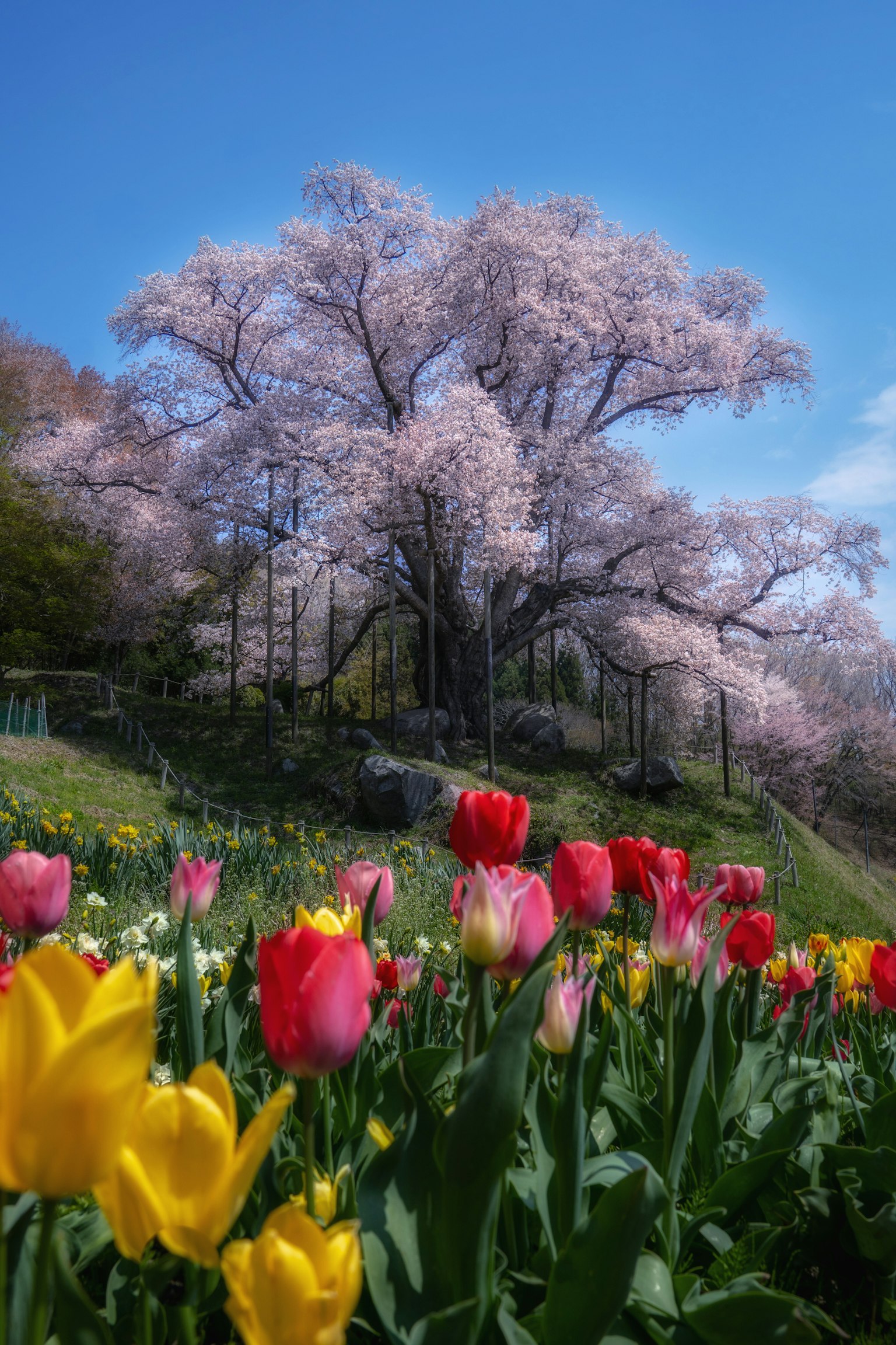 Cảnh quan với cây anh đào tuyệt đẹp ở phía sau và hoa tulip rực rỡ ở phía trước