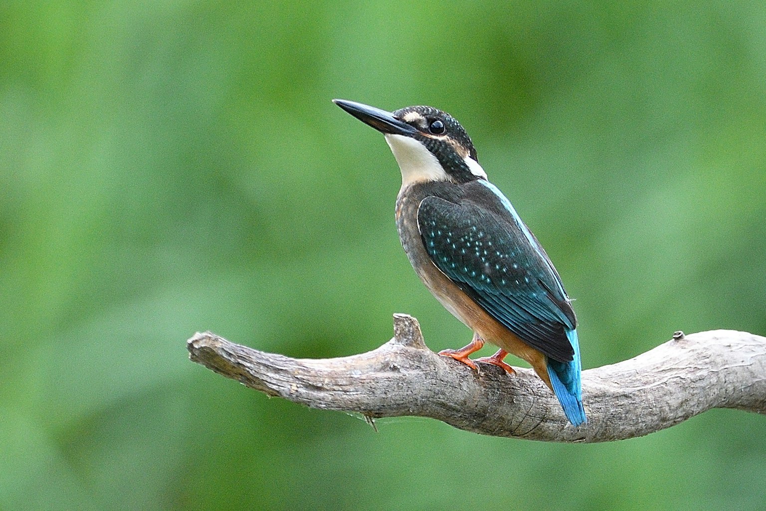 Small bird with blue feathers perched on a branch