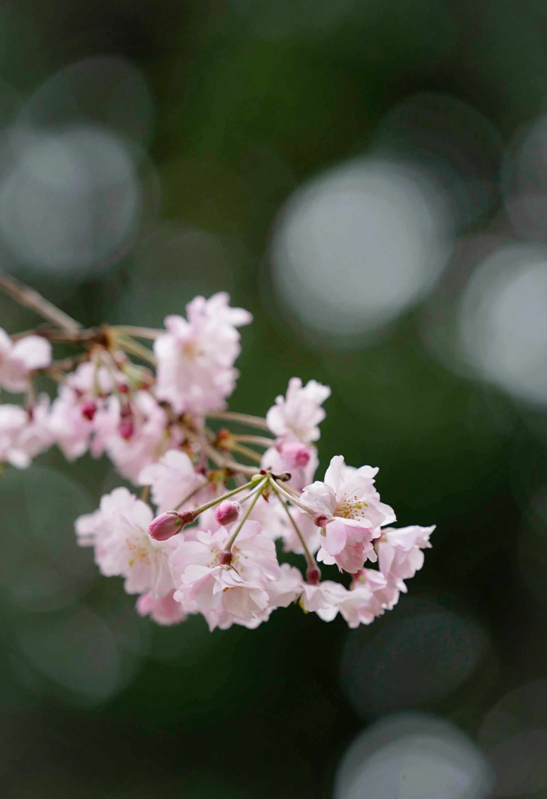ピンクの桜の花と枝のマクロ