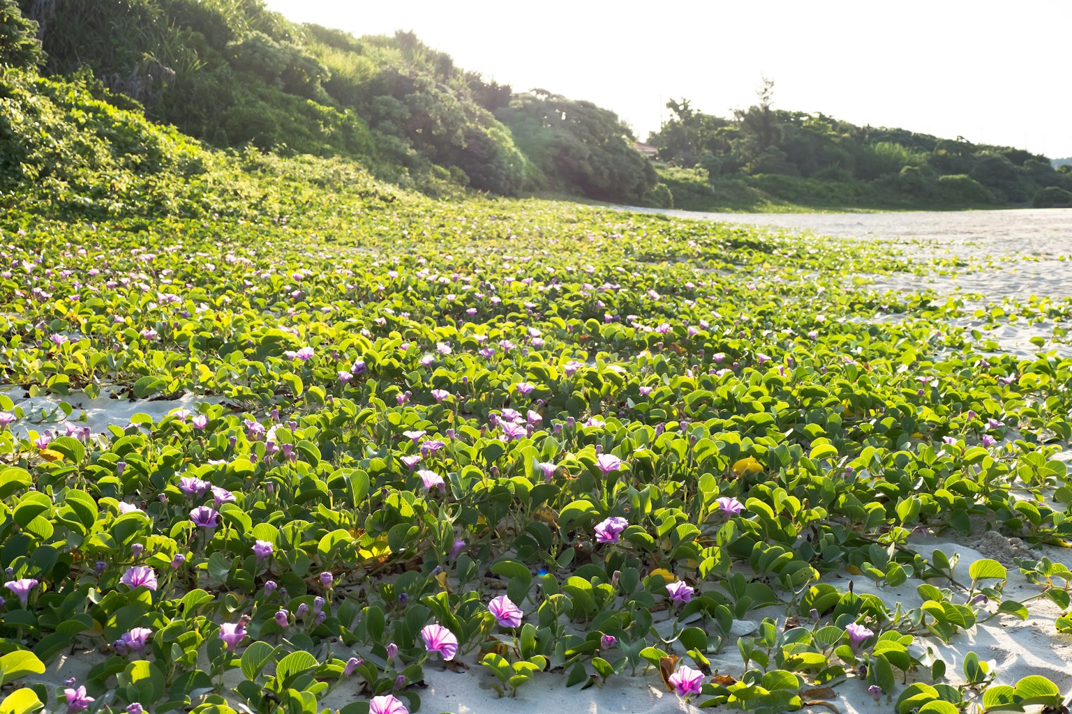 พื้นสีเขียวสดใสพร้อมดอกไม้สีชมพูบนชายหาดทราย