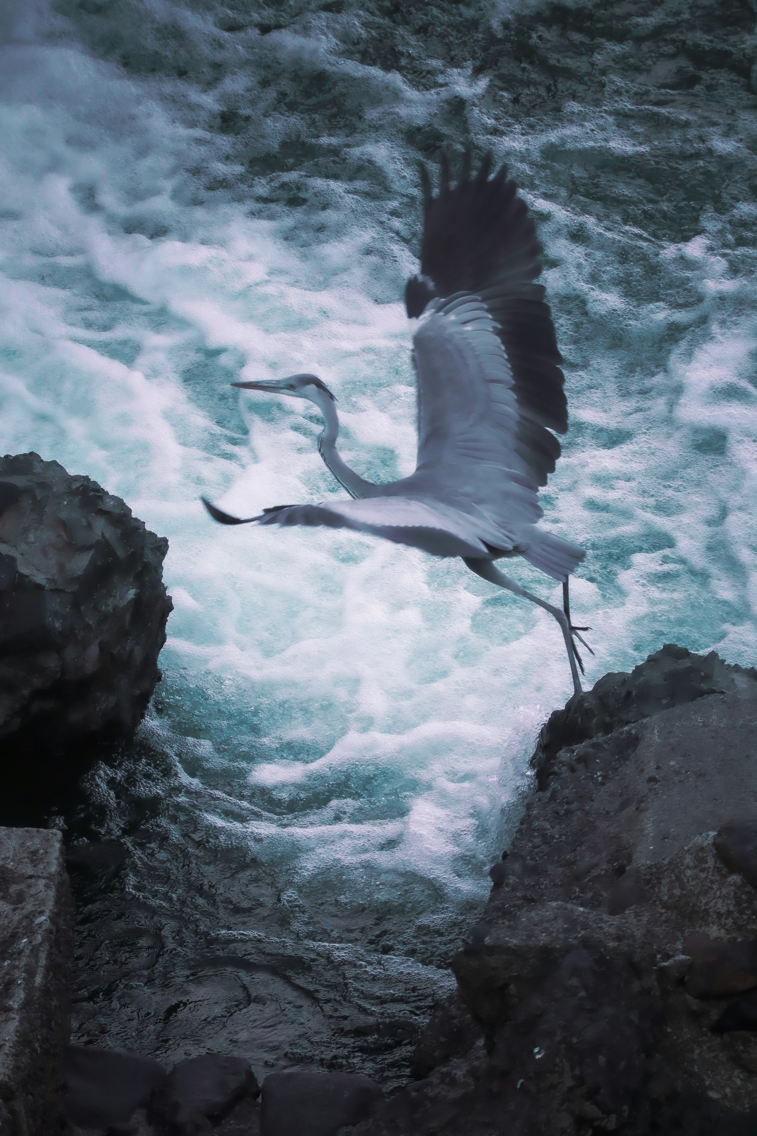 Ein grauer Reiher im Flug über turbulentes Wasser mit felsigen Umgebungen