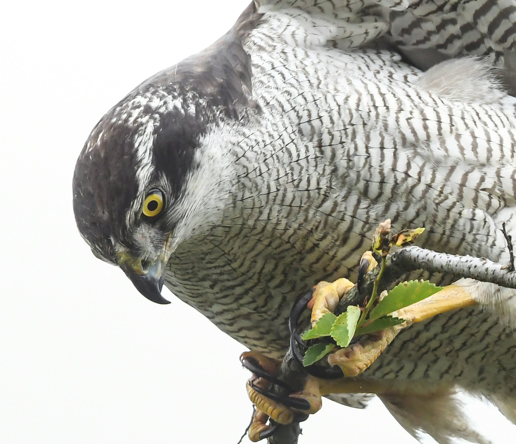 オオタカが枝に止まり獲物をくわえる野鳥の接写