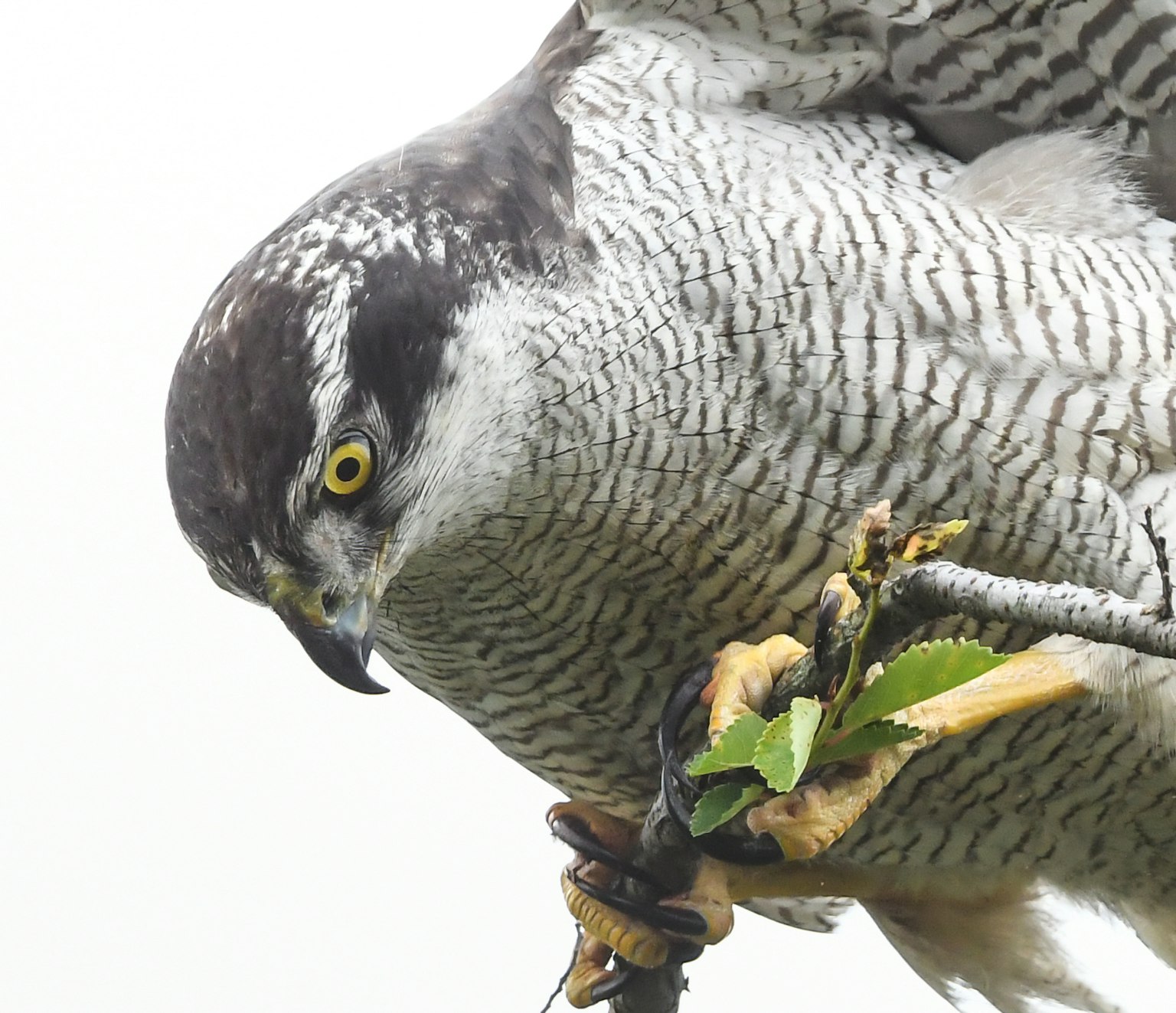 Bird of prey with sharp eyes perched on a branch