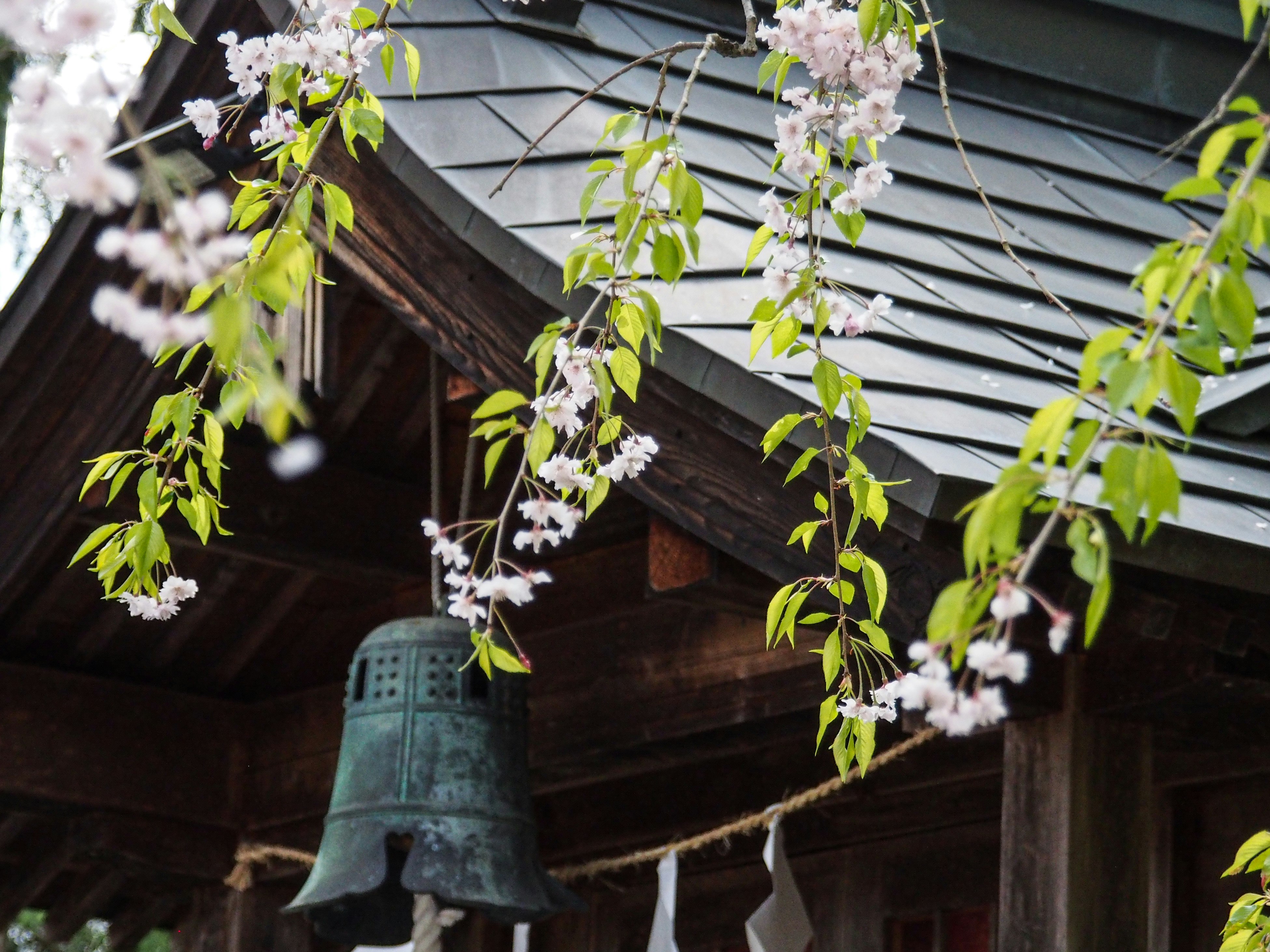 釣鐘と枝垂れ桜の花が軒先に揺れる