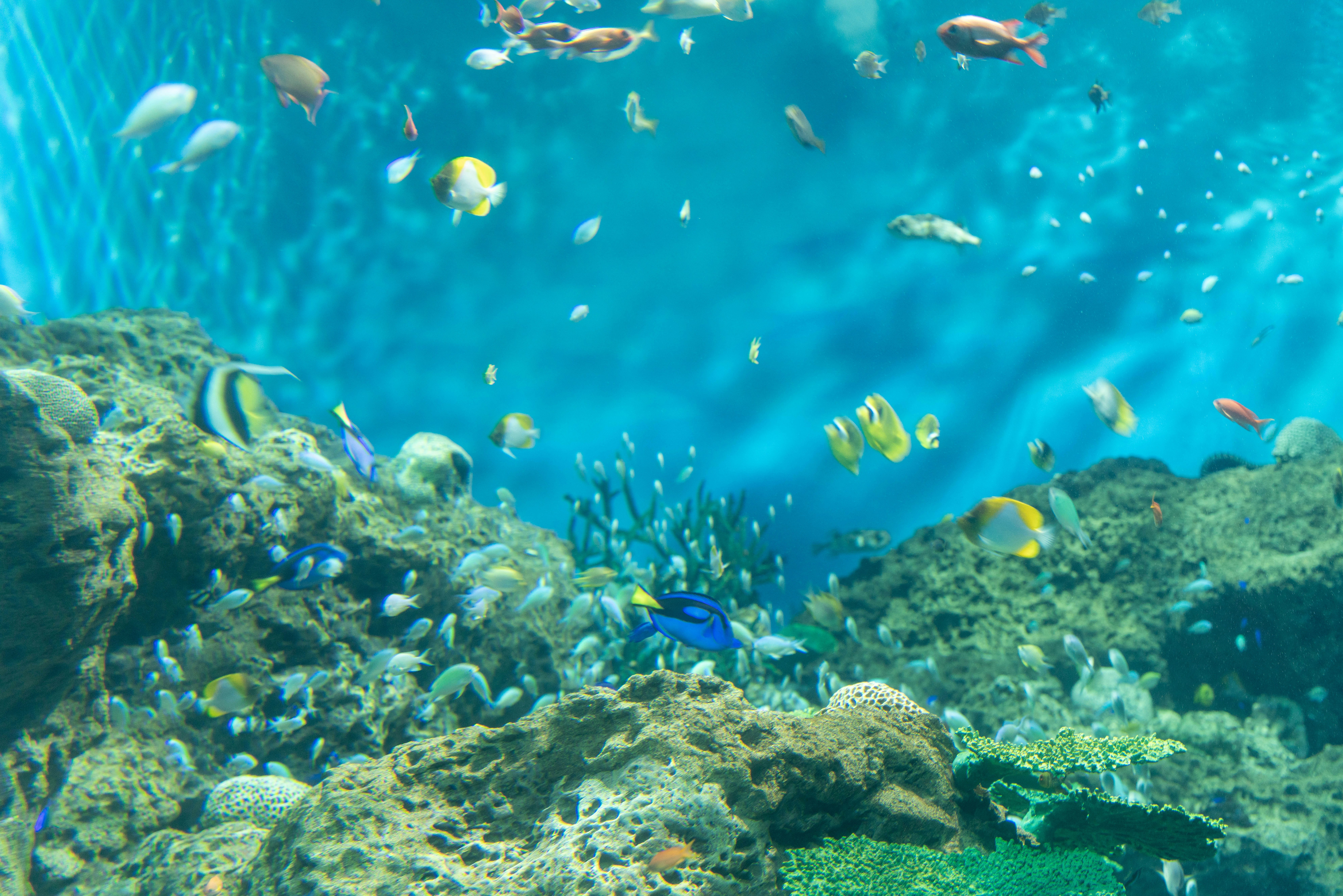 色鮮やかな熱帯魚が泳ぐサンゴ礁の海中風景