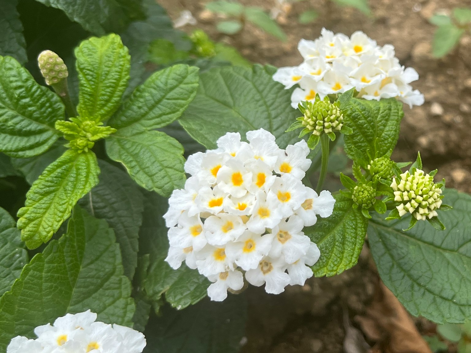 白色兰塔那花和绿色叶子的特写