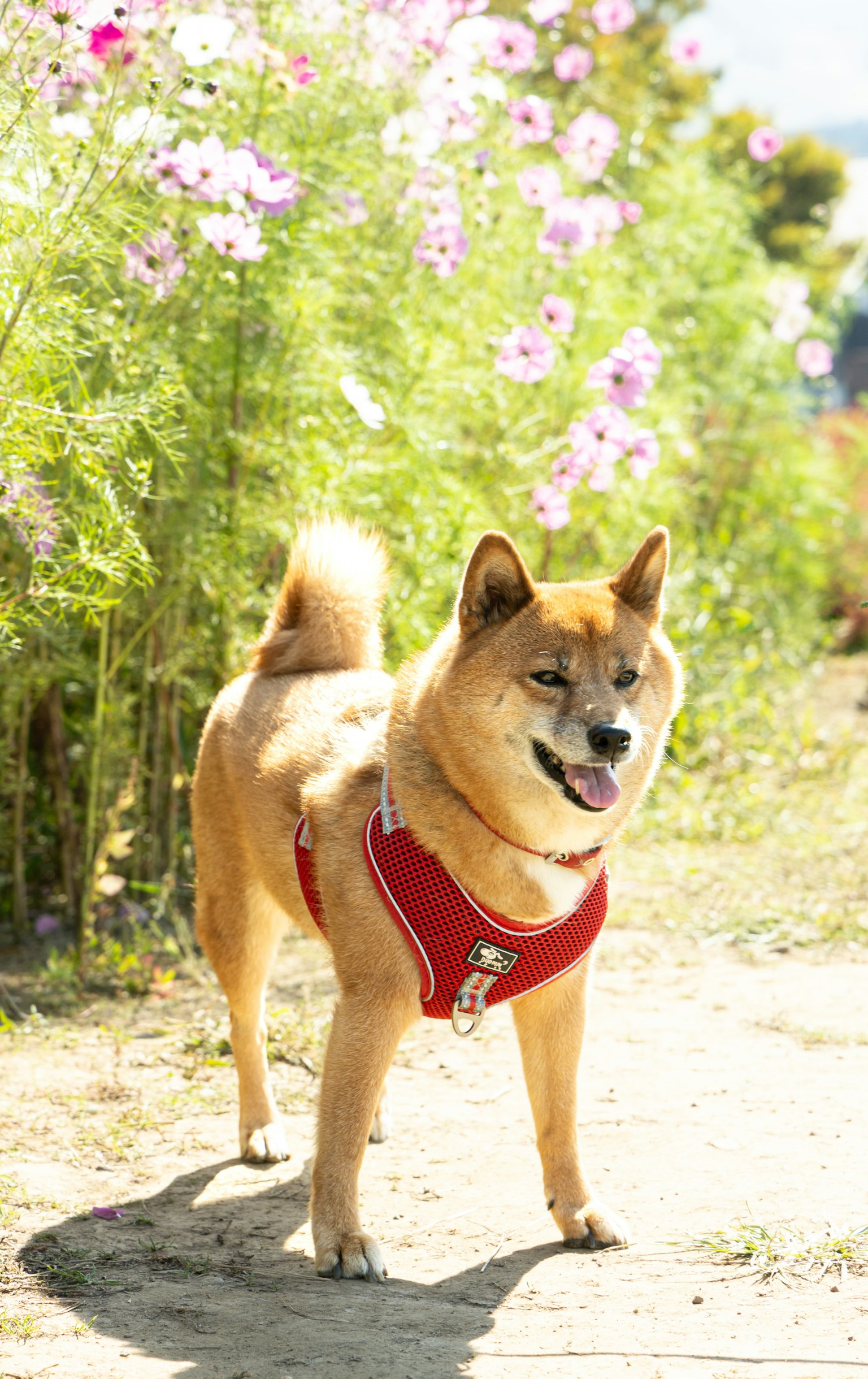 Shiba Inu portant un harnais rouge se tenant devant des fleurs