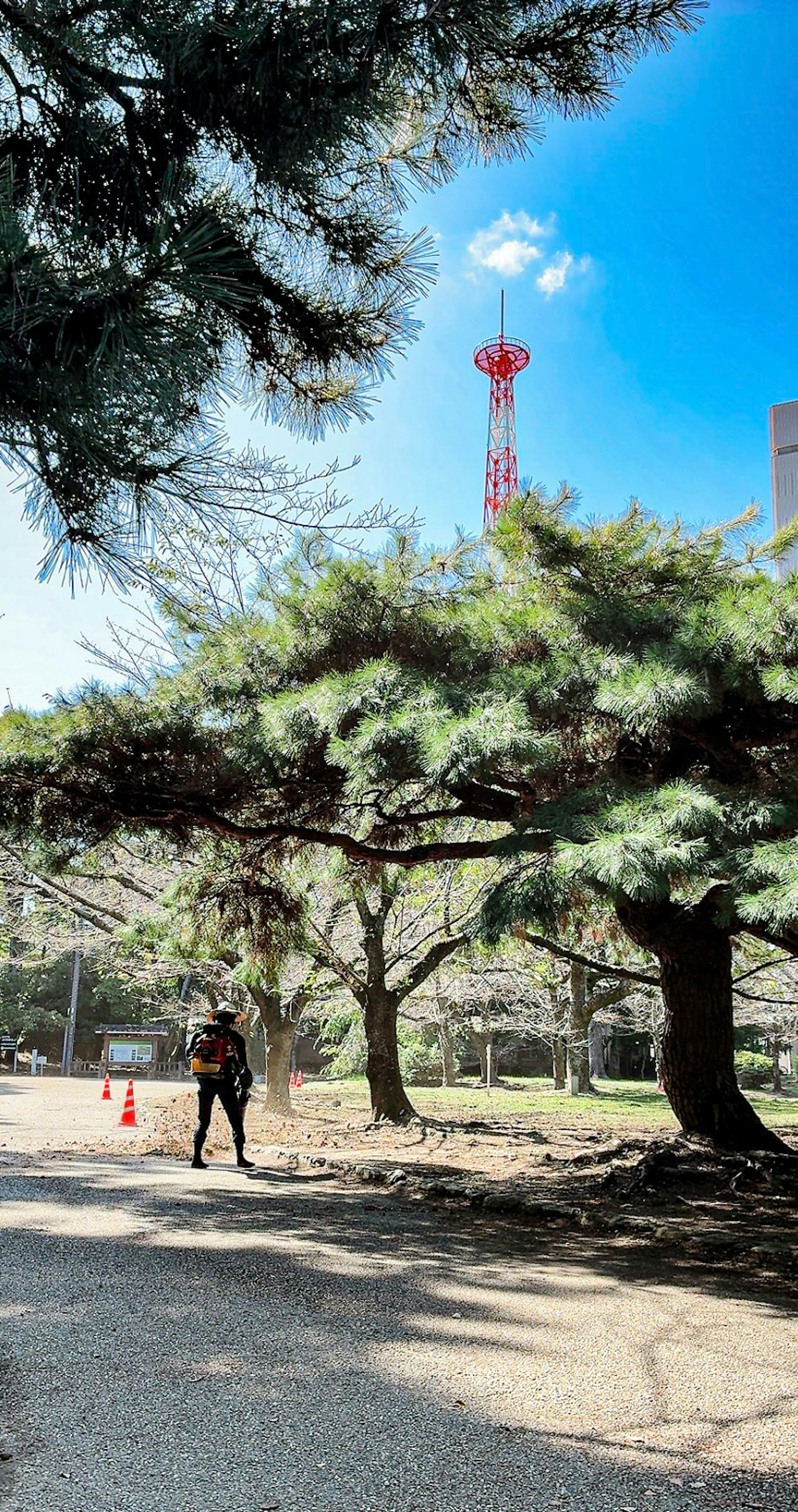 青空の下に松の木があり、背景に赤いタワーが見える公園の風景