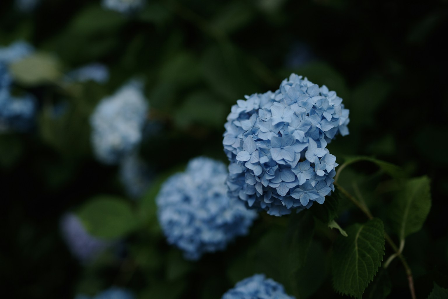 Blaue Hortensienblüten, die zwischen grünen Blättern blühen