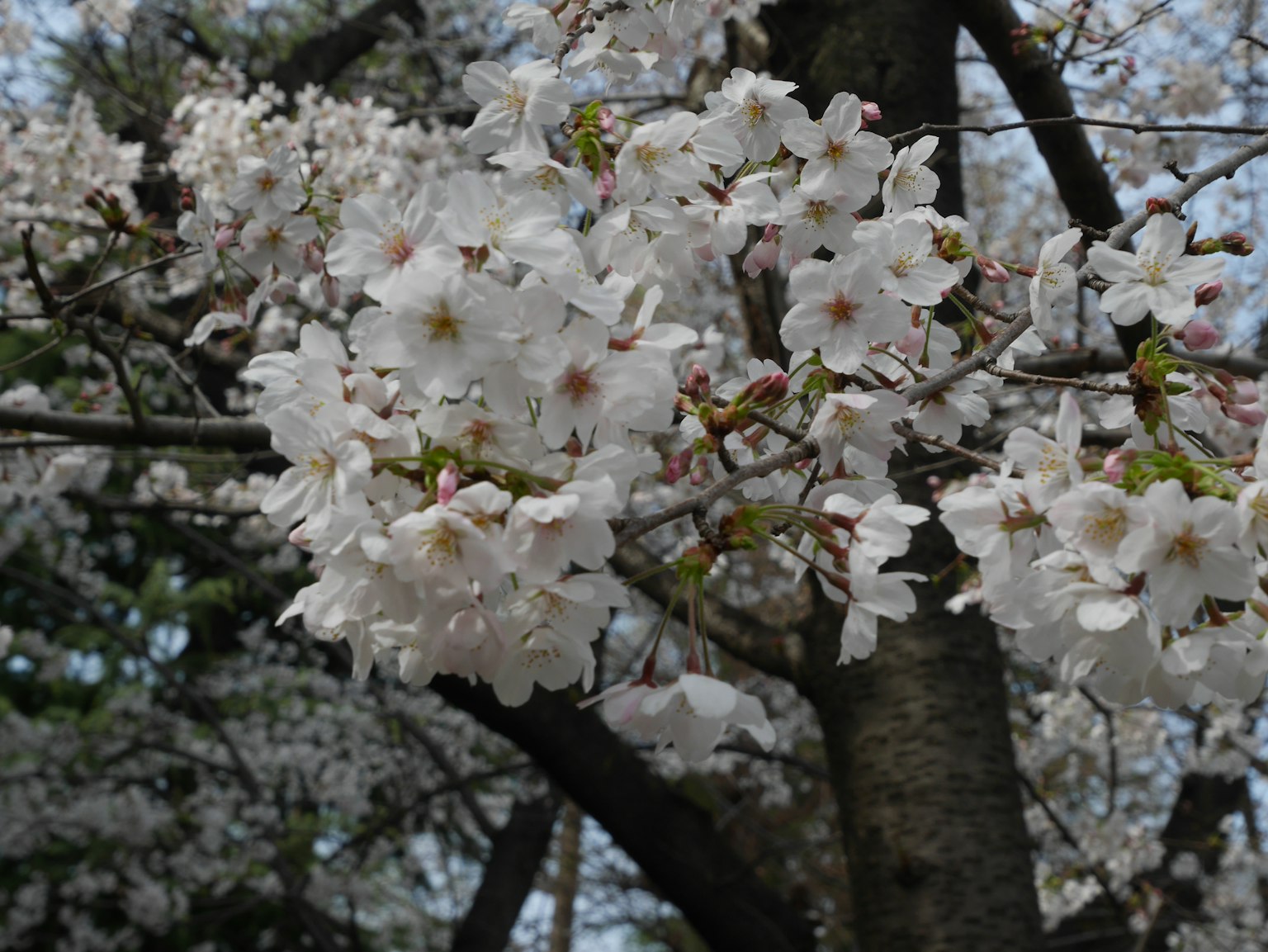 Primo piano di fiori di ciliegio su un albero