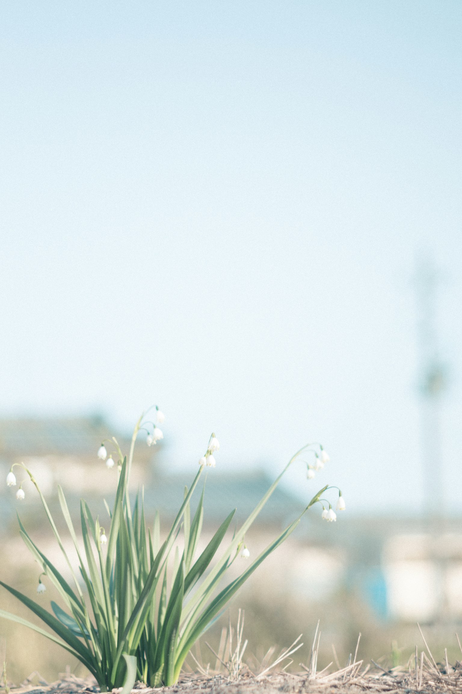 Grünes Gras mit weißen Blumen unter einem blauen Himmel
