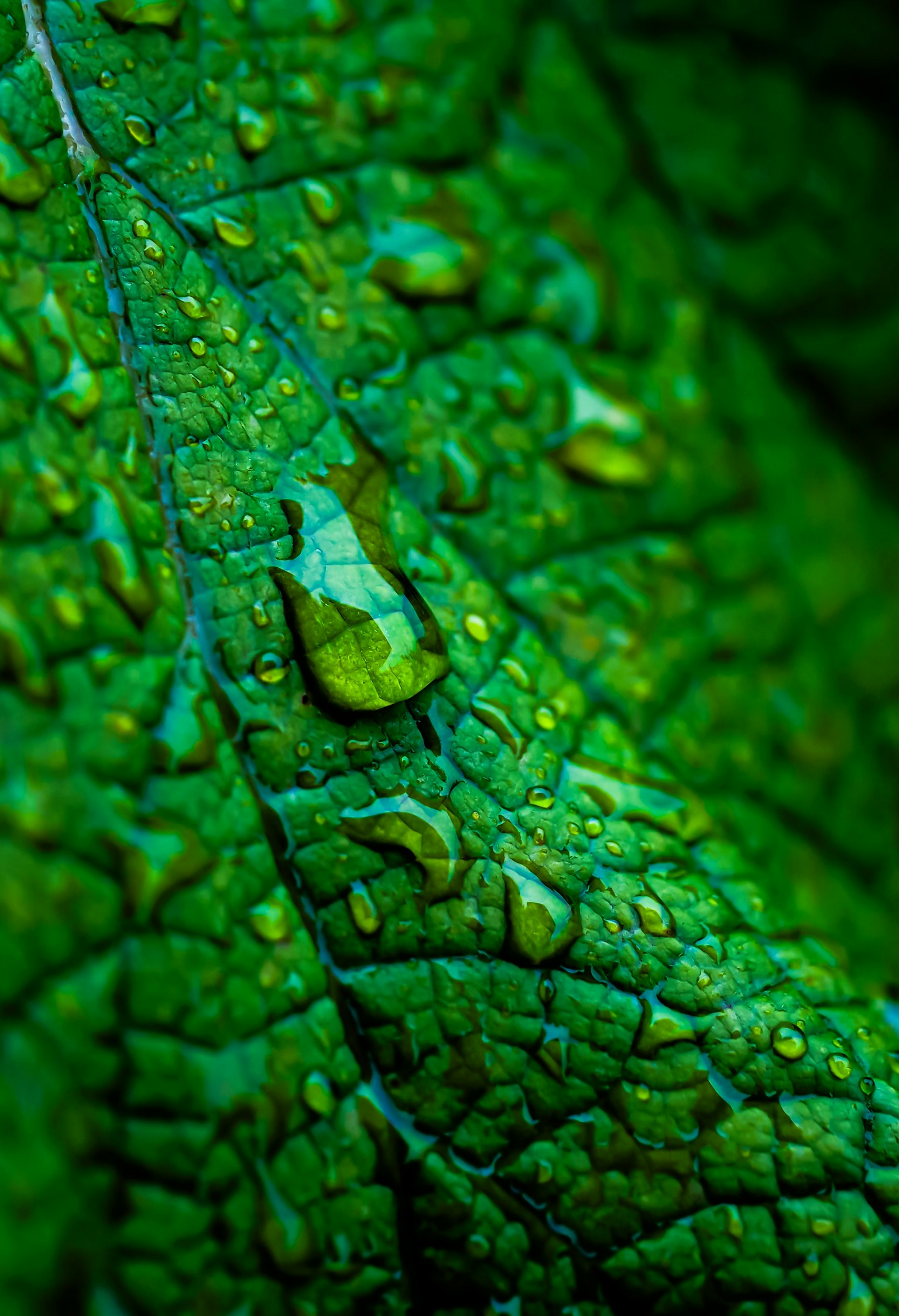 Imagen en primer plano de una hoja verde con gotas de agua