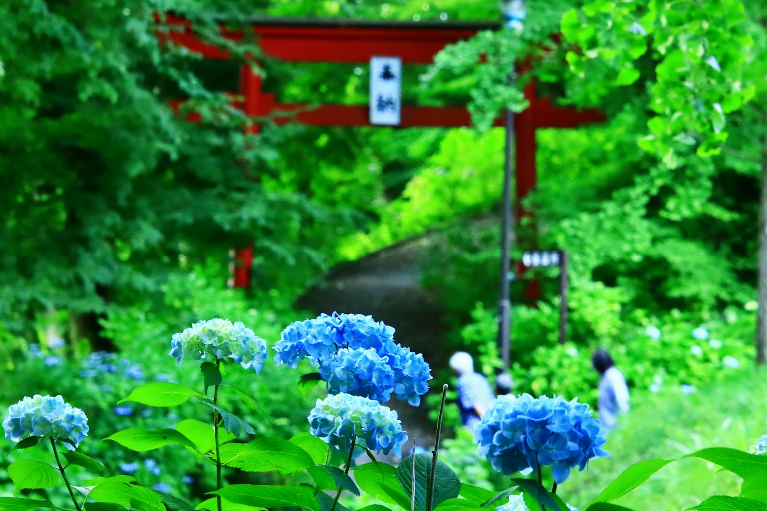 Hortensia biru dengan latar belakang hijau subur dan gerbang torii merah