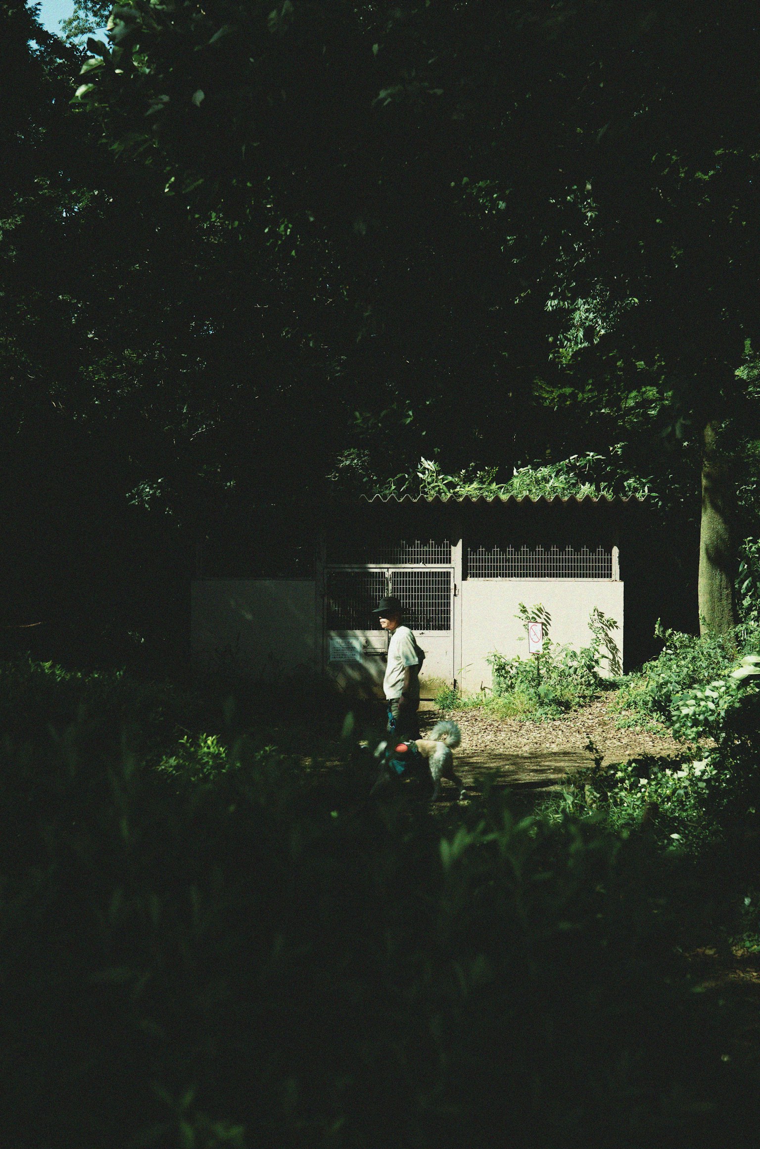 緑に囲まれた小さな家と人がいる風景