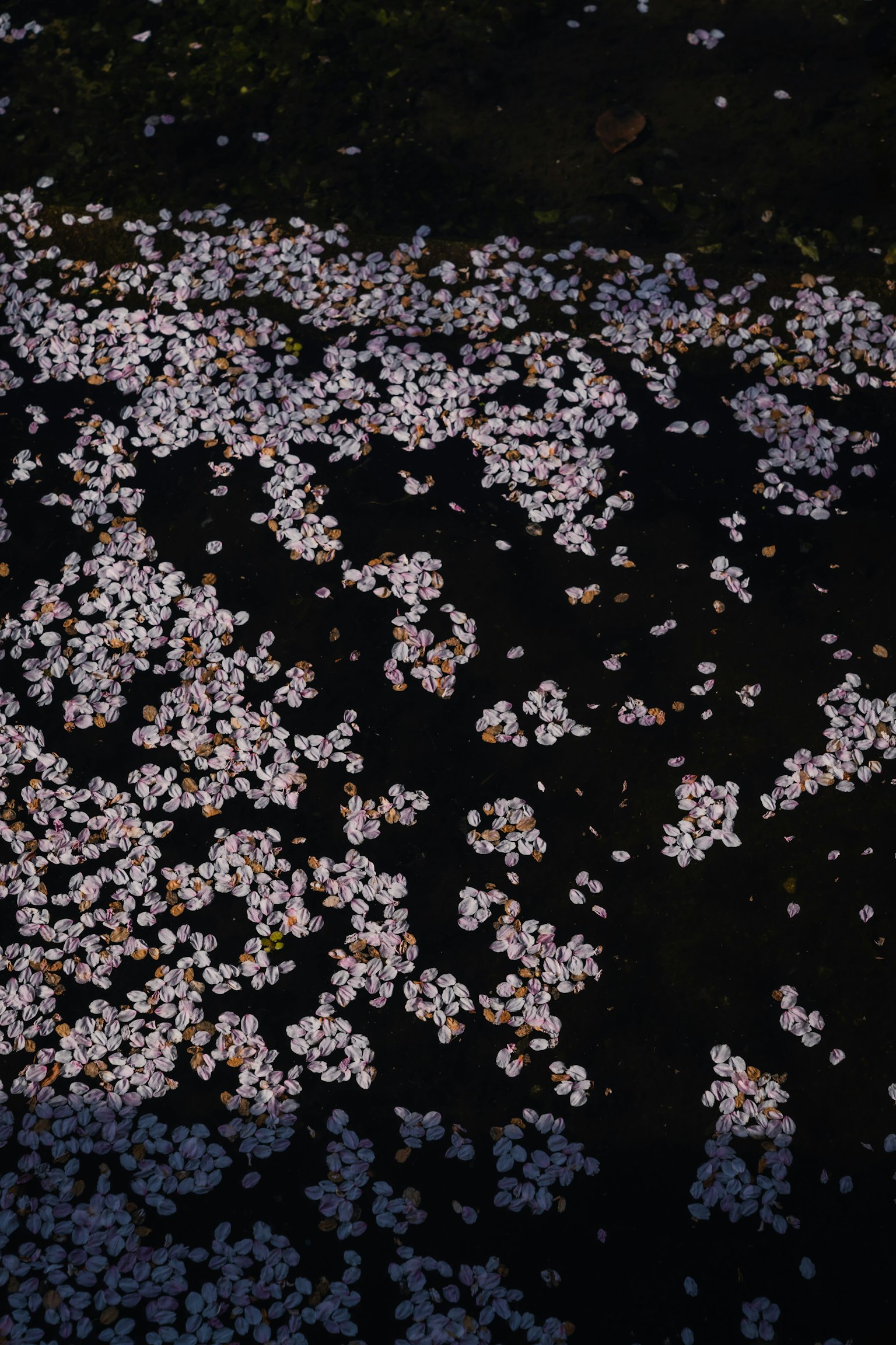 水面上漂浮的樱花花瓣的宁静景象