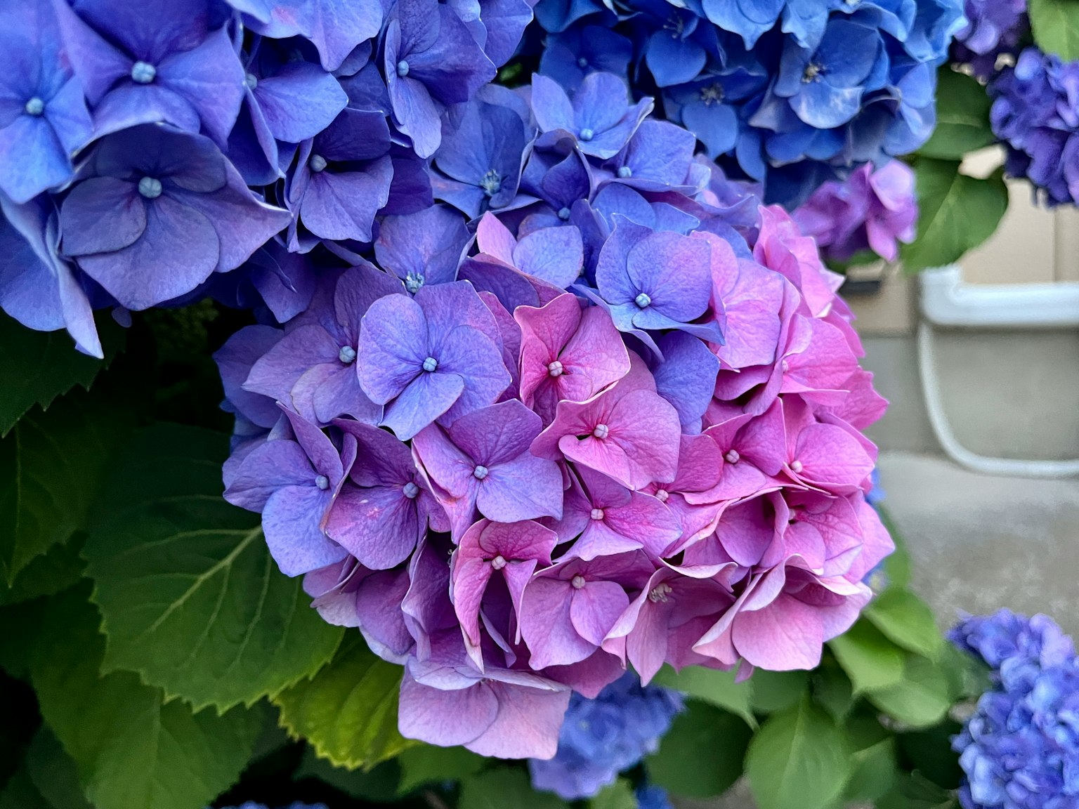 Groupe de fleurs d'hortensia bleues et roses avec des gouttes de pluie