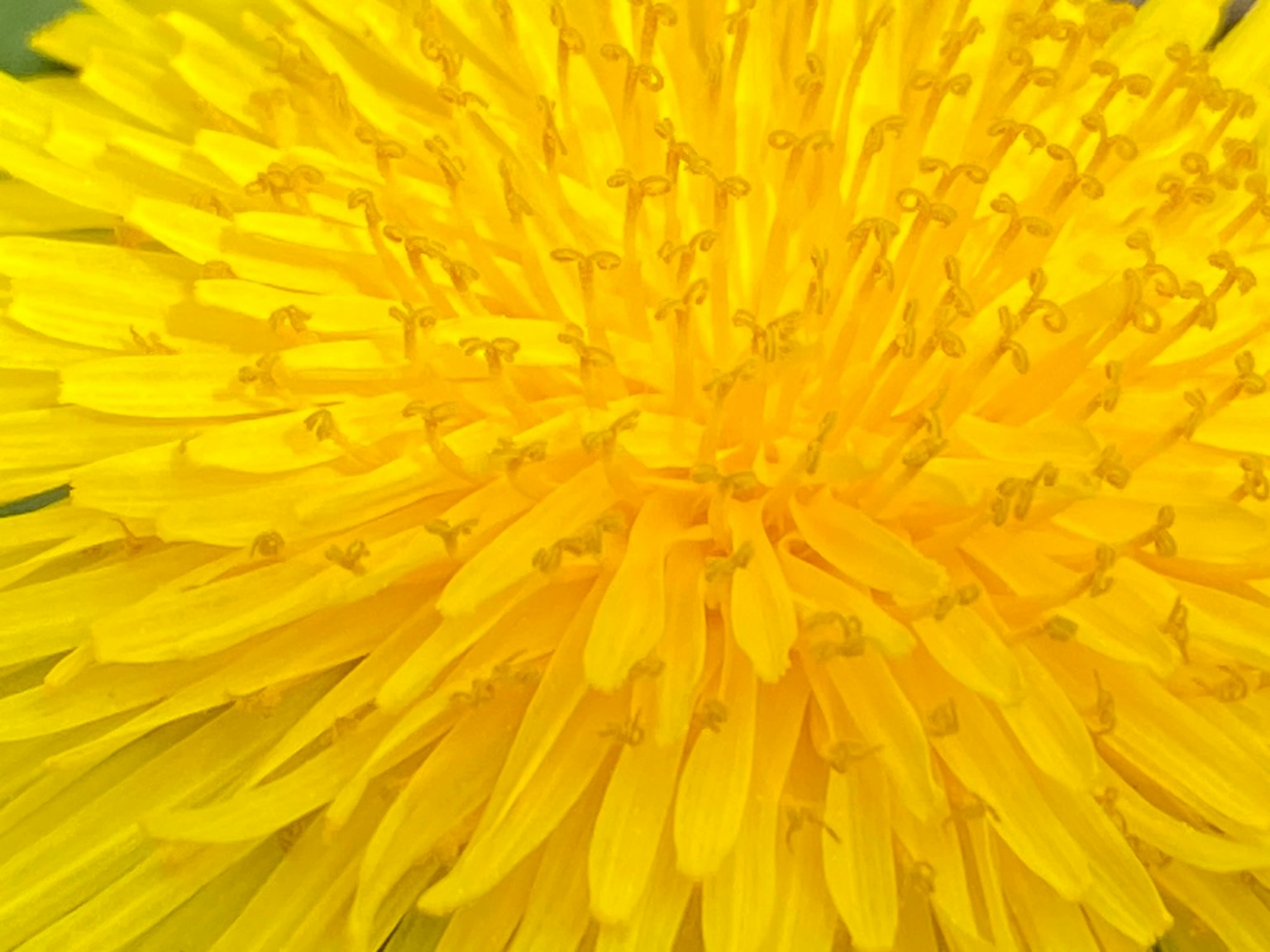 Primo piano di un fiore di tarassaco giallo vivace