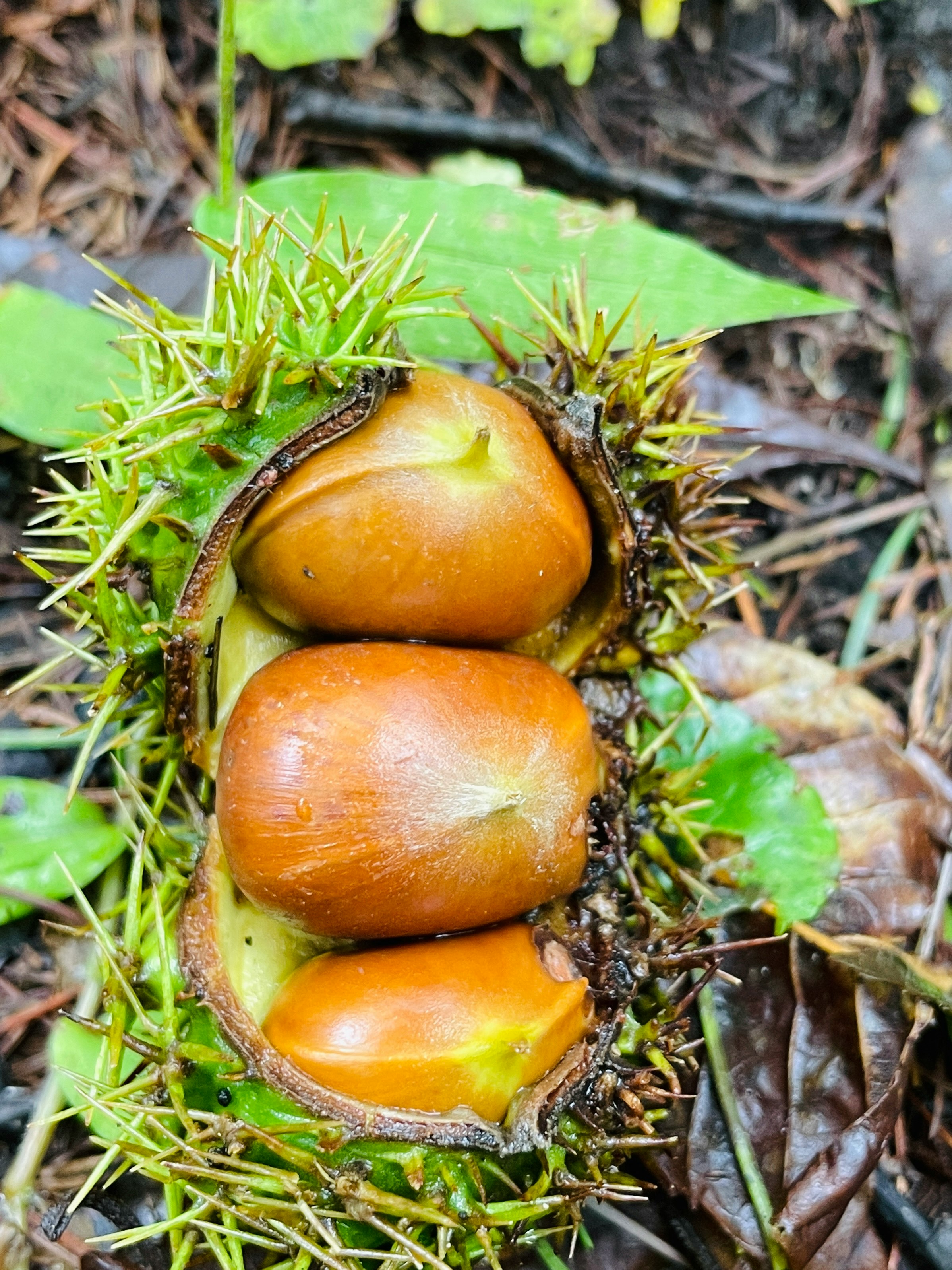 acorns fallen in grass