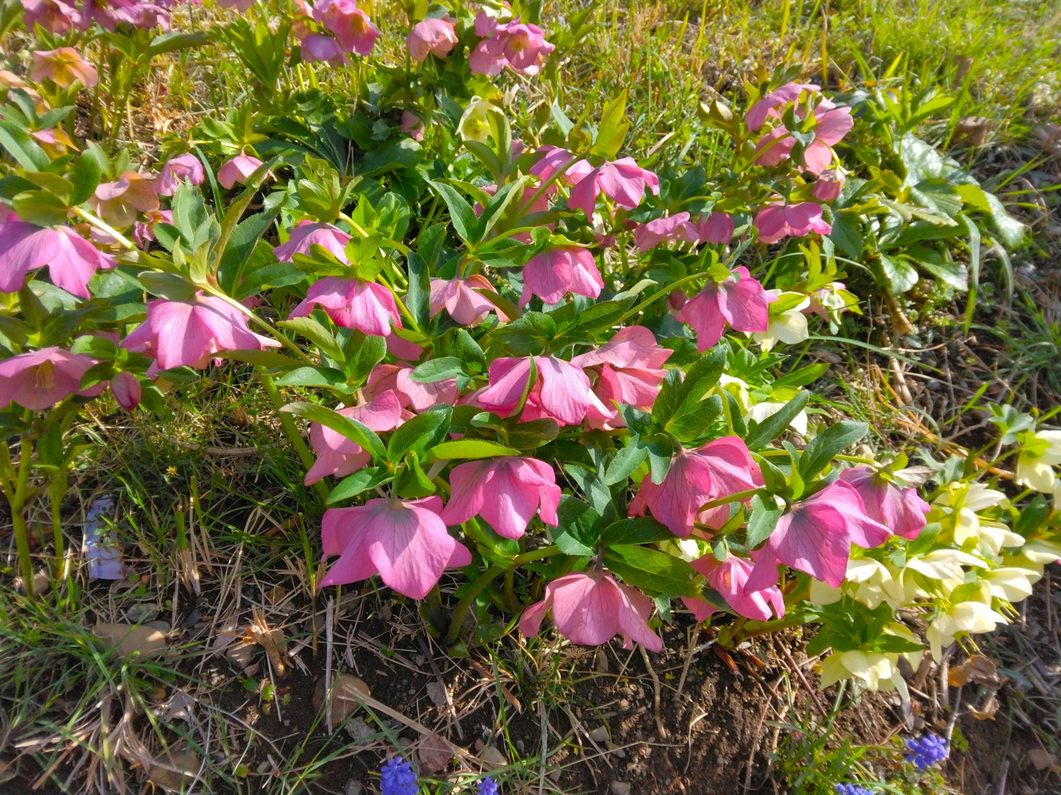 Fiori rosa che sbocciano nell'erba verde