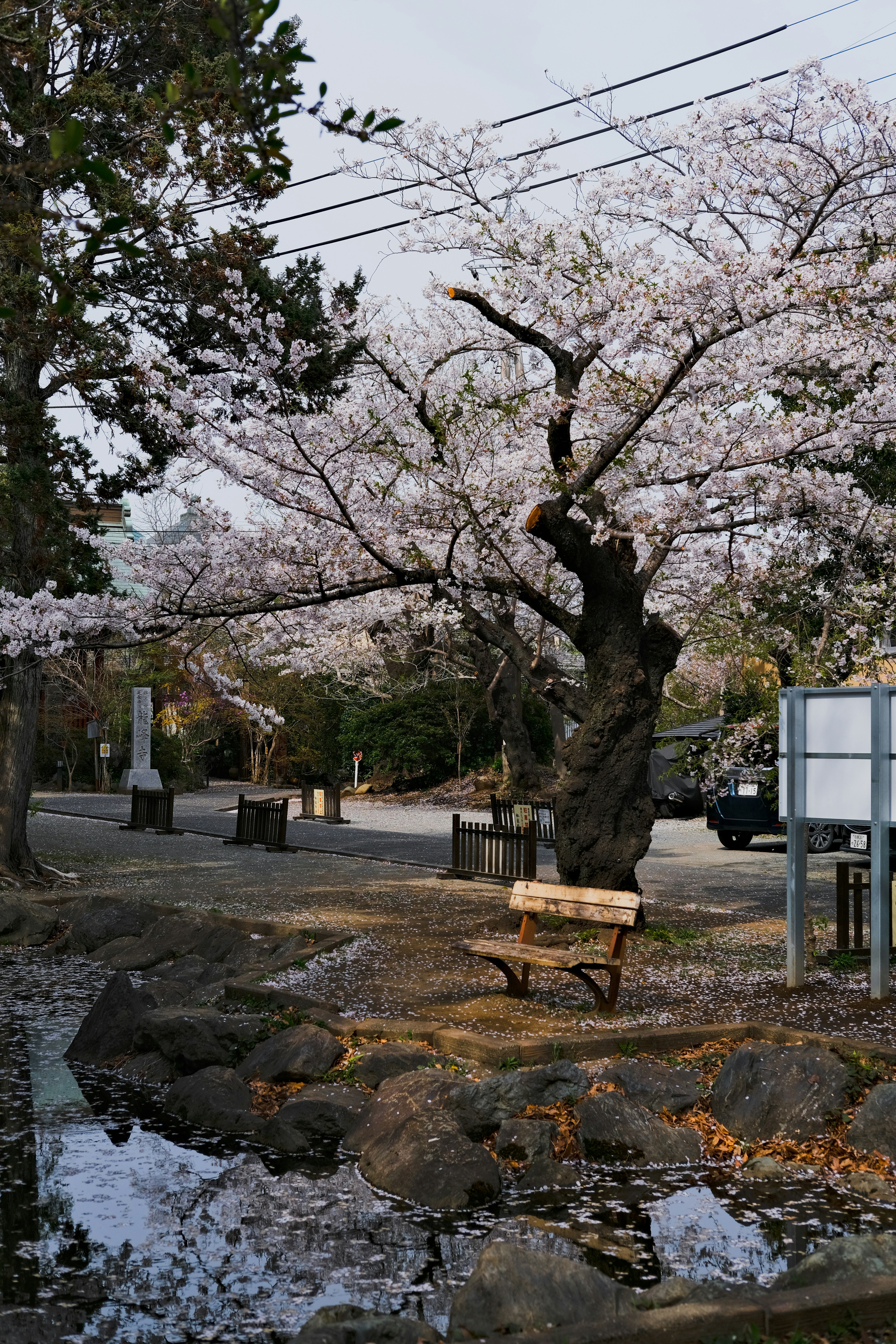 桜の大木と小川のある公園の散策路