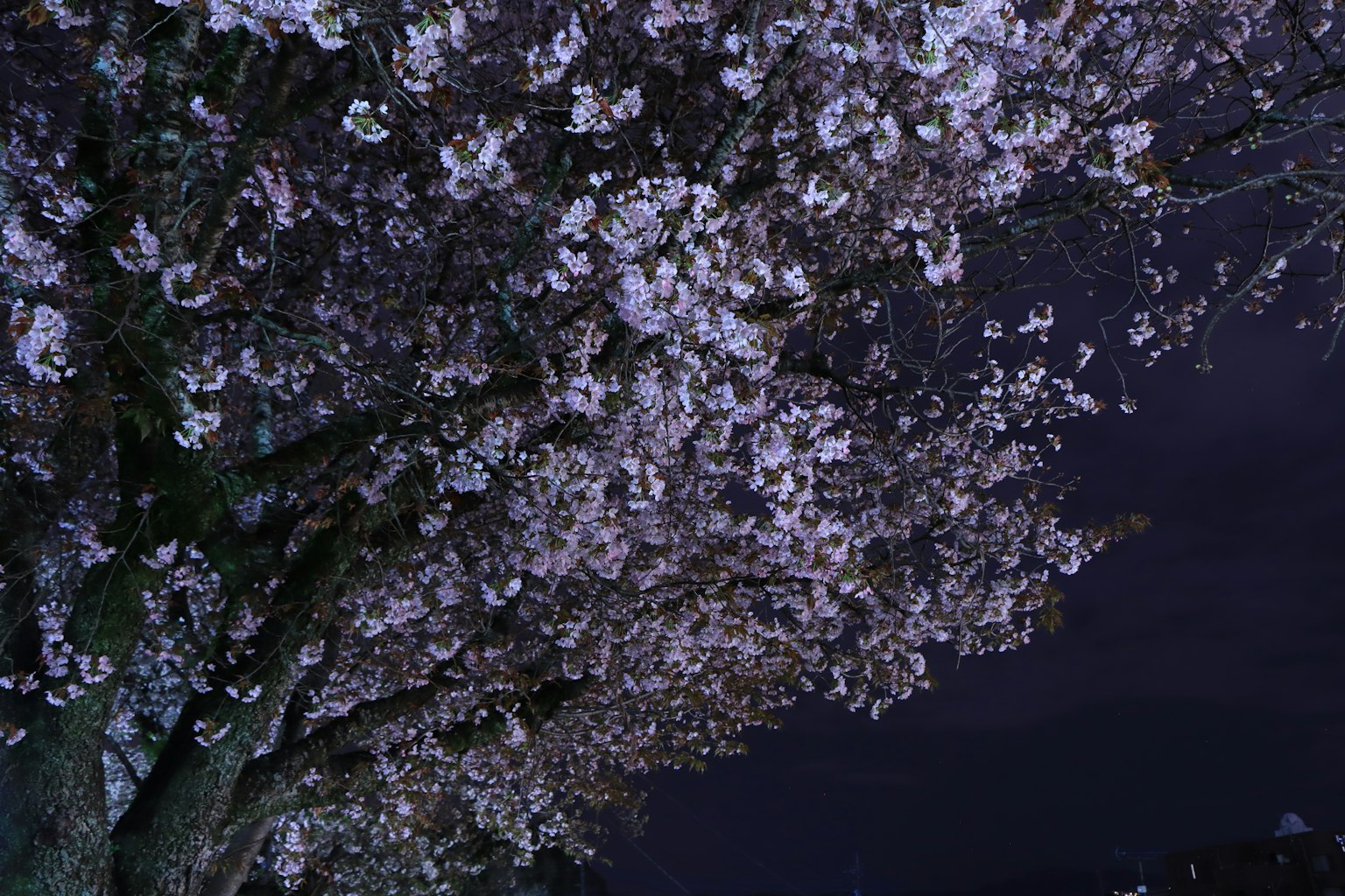 夜空中盛开的樱花特写