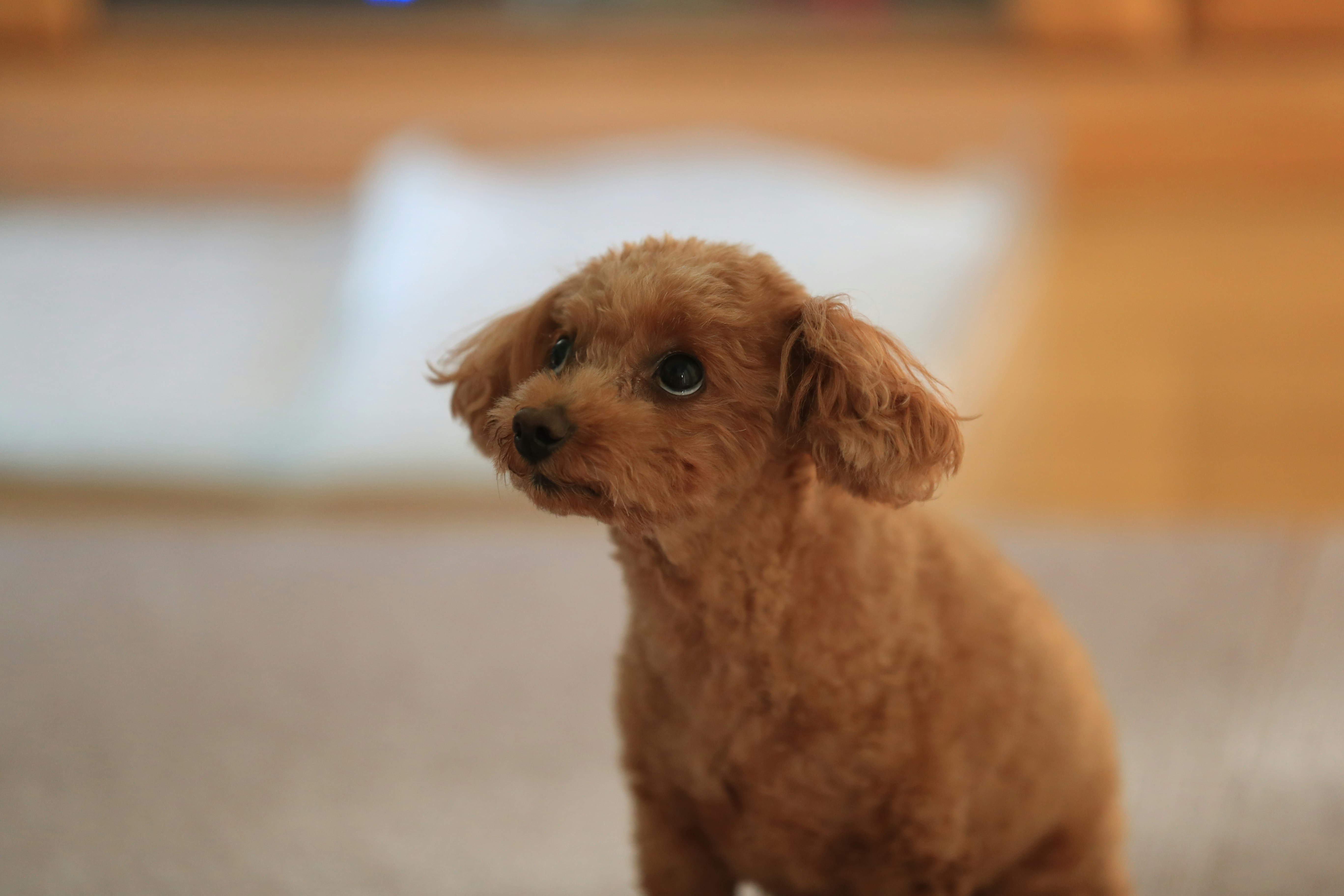 沙發上的玩具貴賓犬幼犬