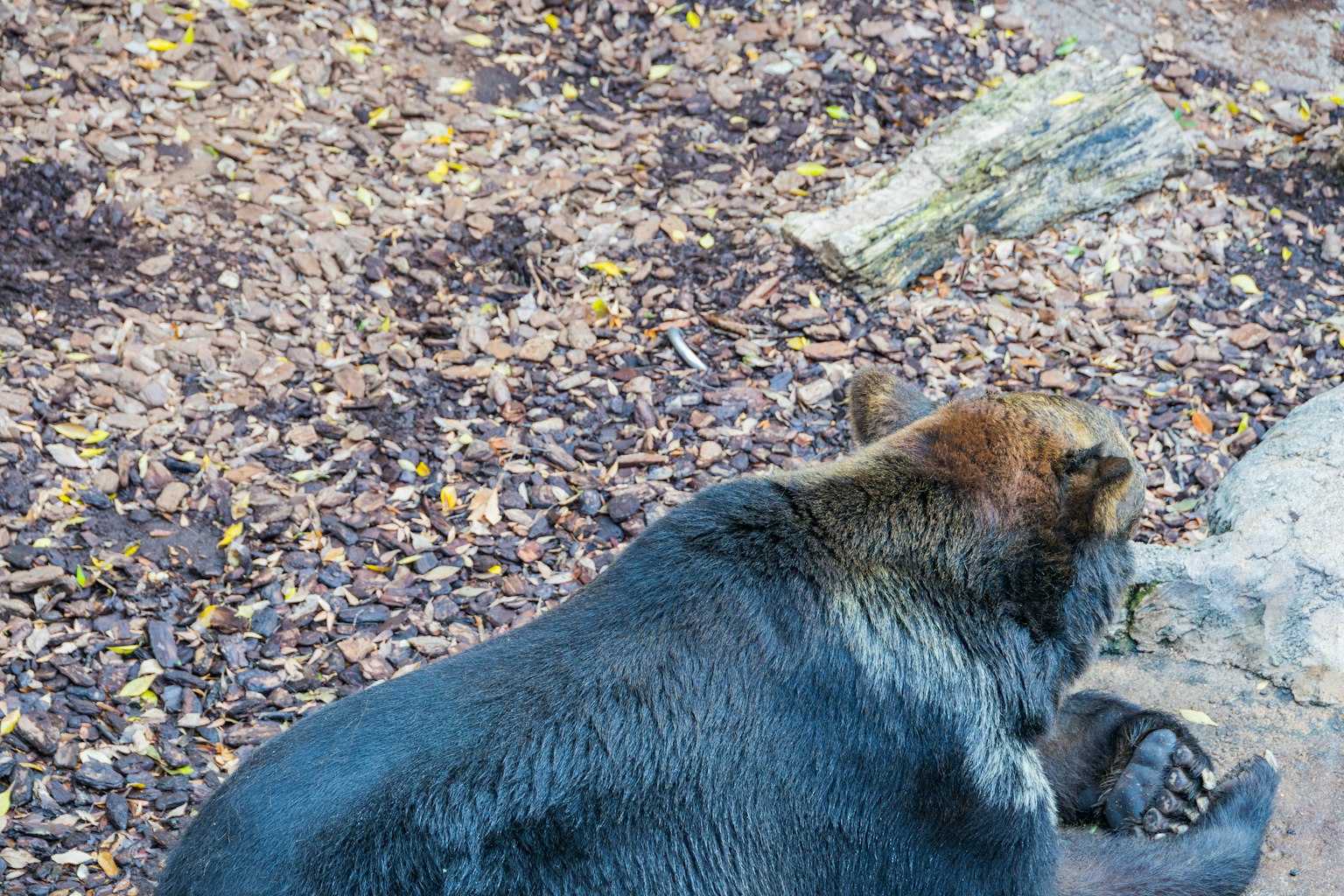 Un oso pardo acostado en el suelo rodeado de hierba y hojas esparcidas