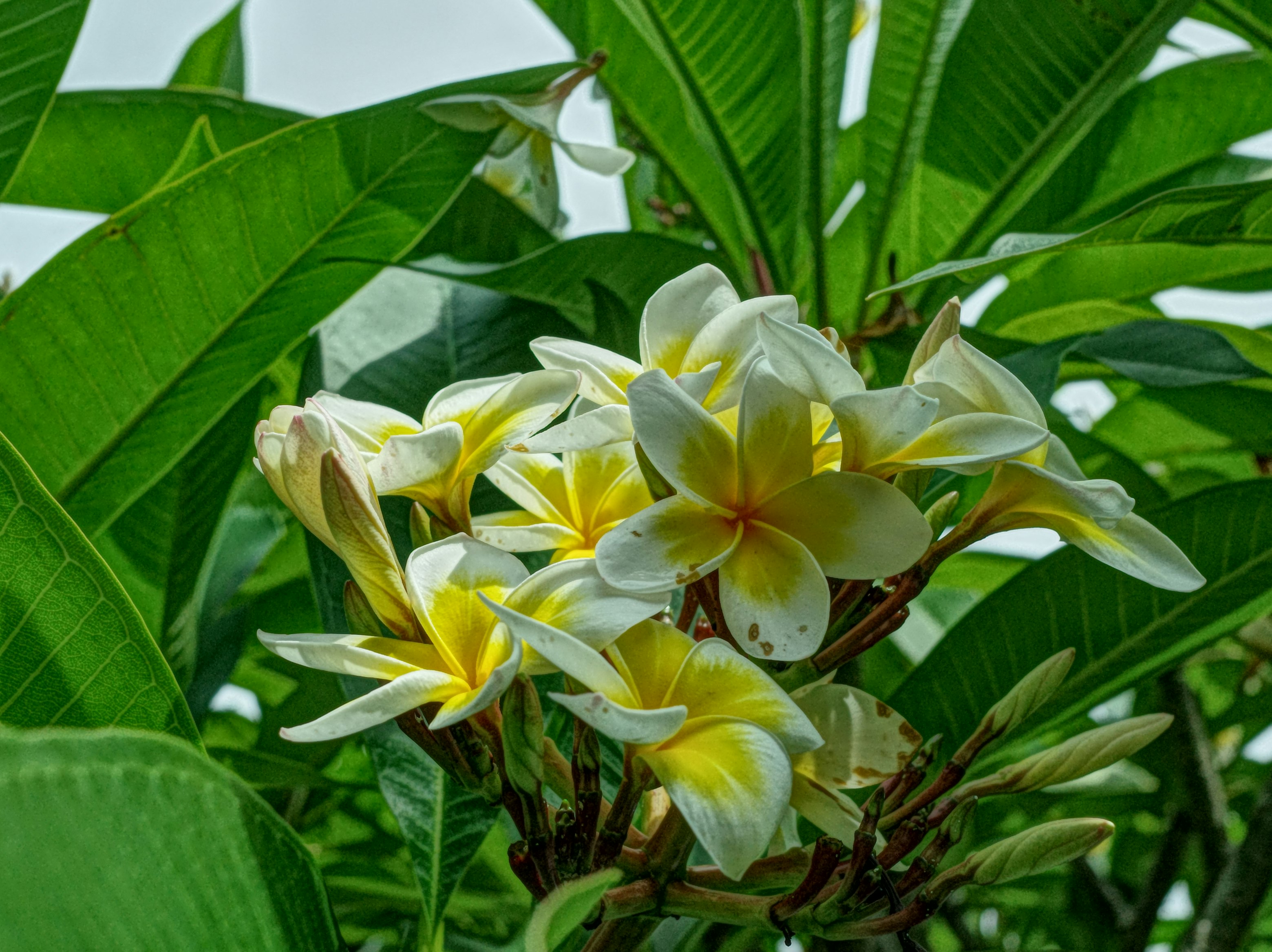 台湾の熱帯植物の葉と白い花のクローズアップ