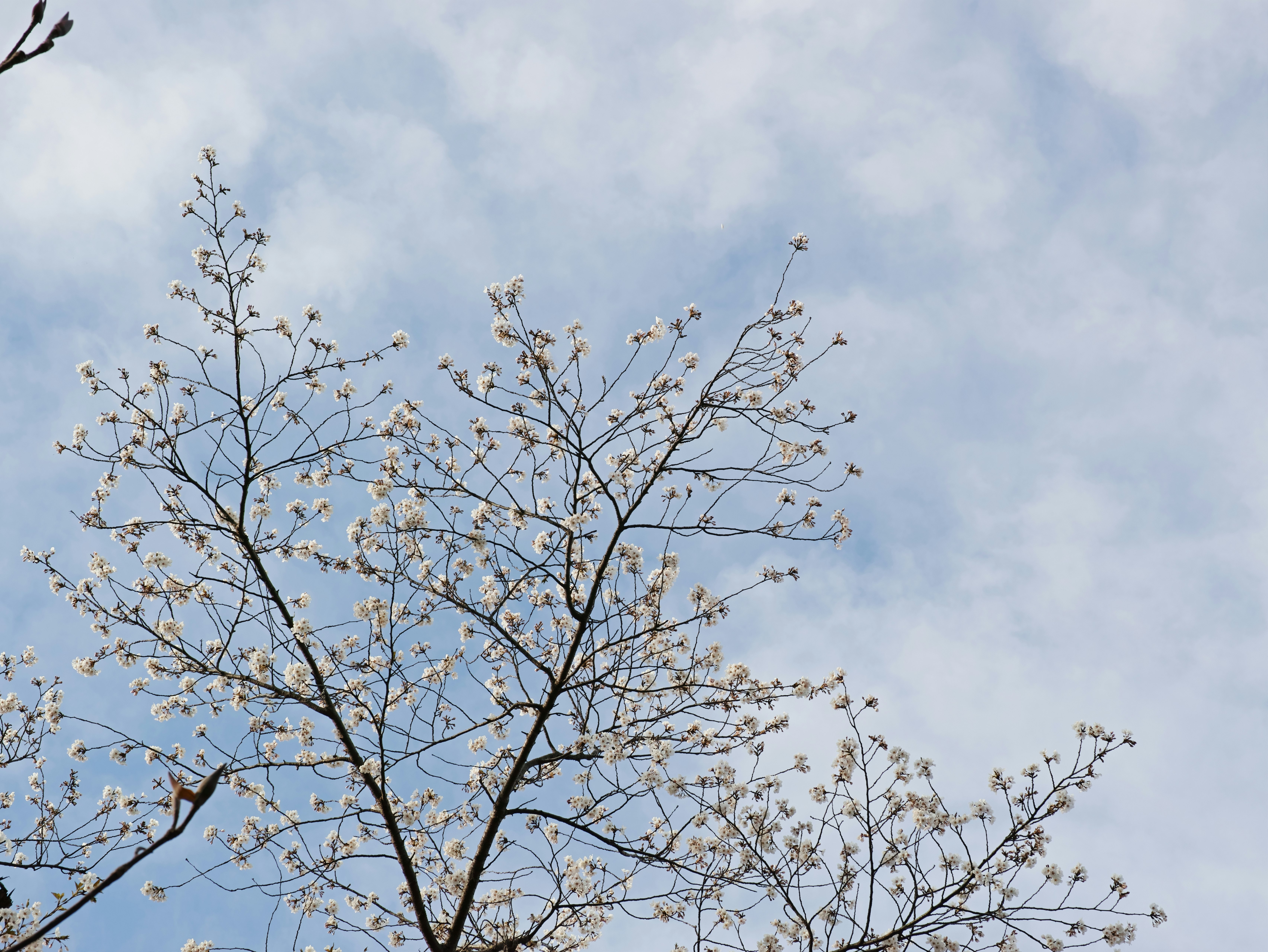 空に向かって広がる桜の枝と花