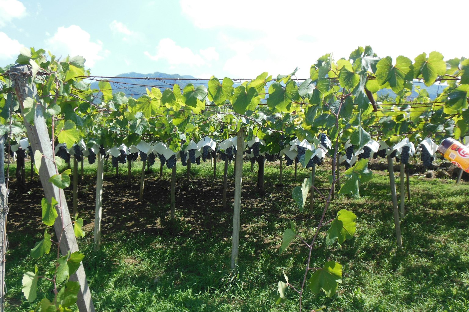 Vineyard landscape with rows of grapevines under a blue sky