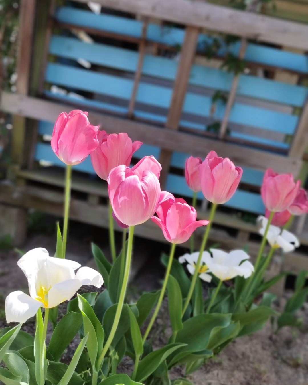 ピンクのチューリップと白い花が咲く庭の花壇