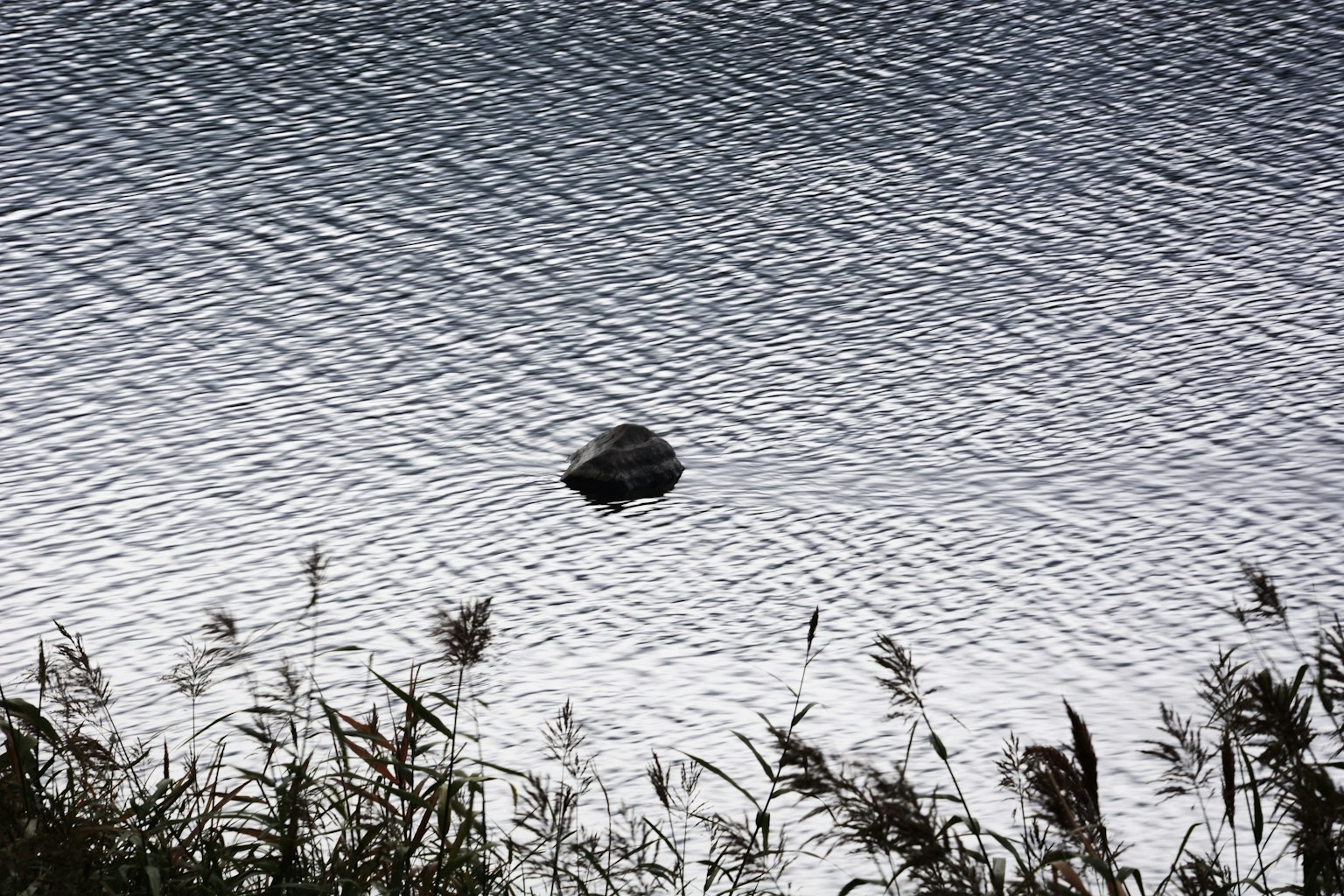 A stone floating on a calm water surface surrounded by grass
