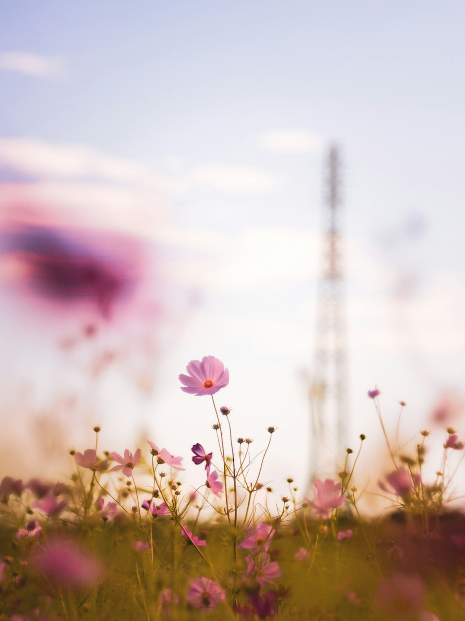 Feld mit blühenden Blumen und einem Kommunikationsturm im Hintergrund
