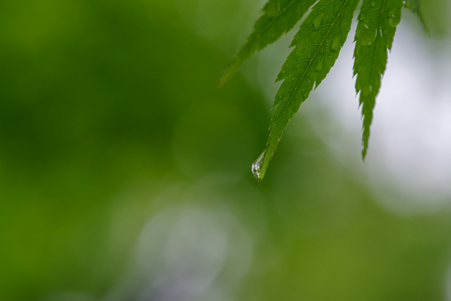 Gros plan d'une feuille avec une goutte d'eau sur fond vert