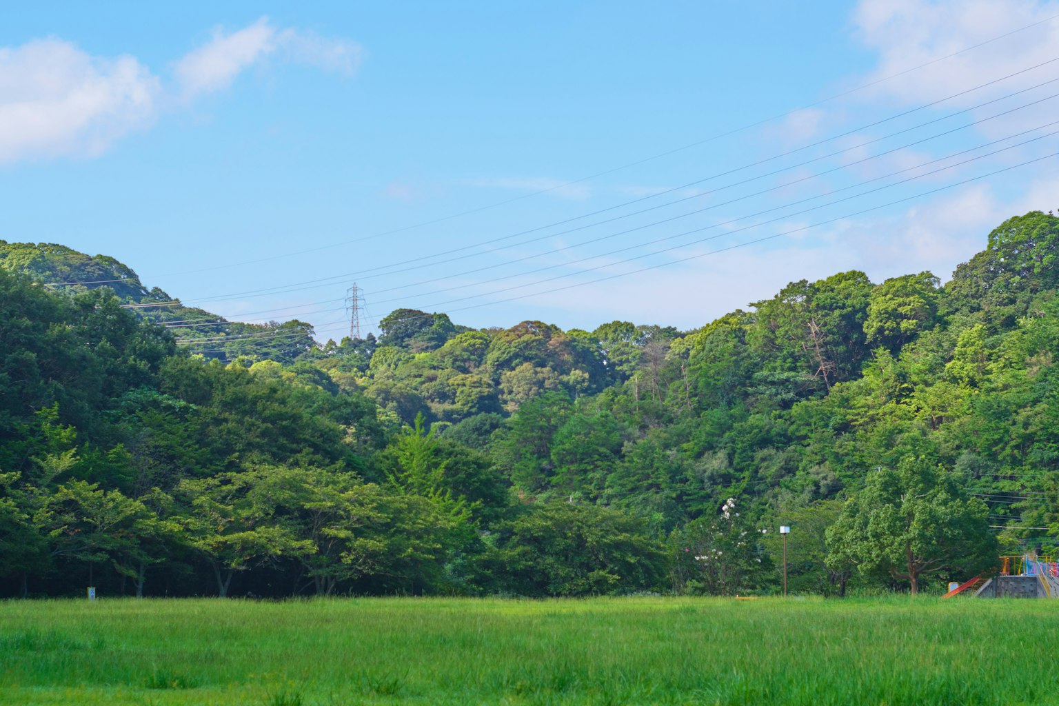Pemandangan hutan subur dan langit biru lapangan luas dan pohon yang kontras