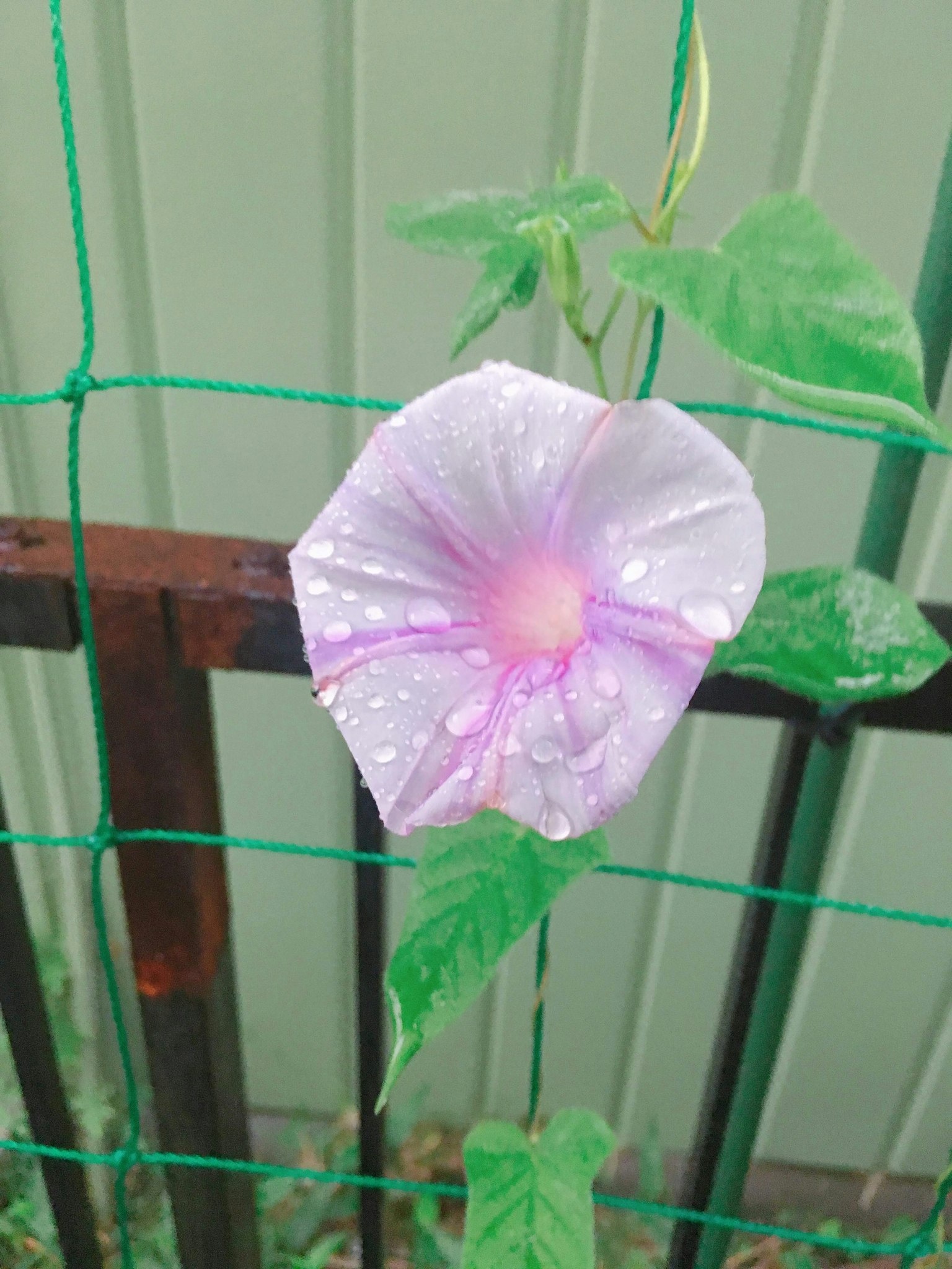 Une fleur de liseron avec des gouttes sur elle poussant sur une clôture verte