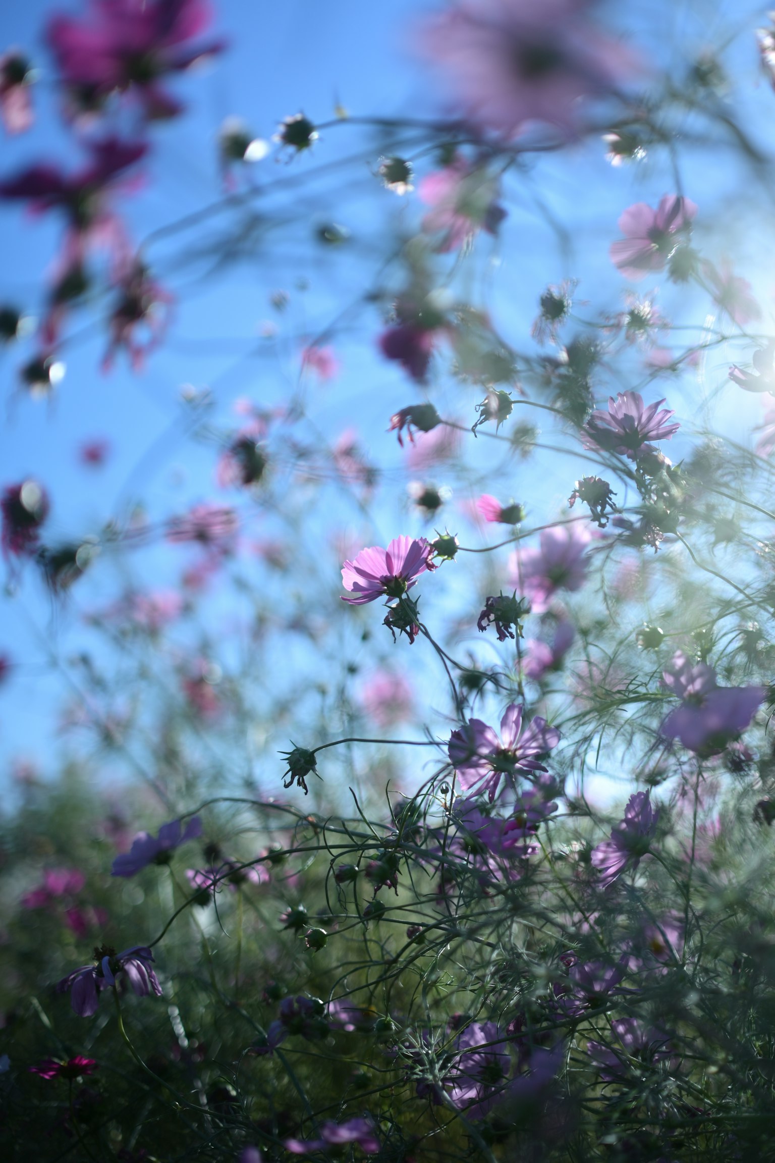 Un paesaggio di fiori viola contro un cielo blu