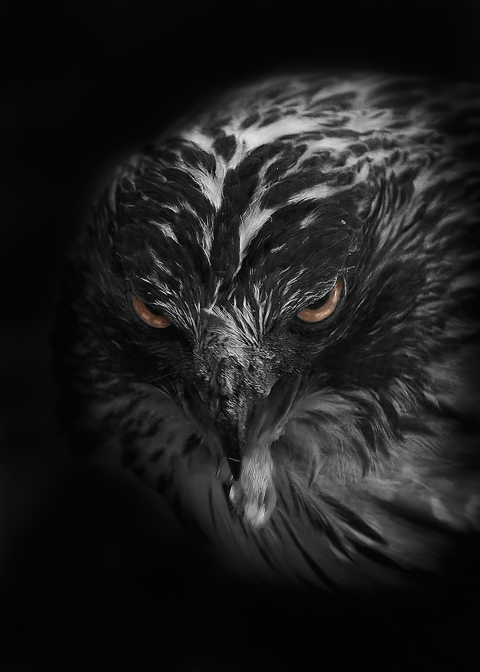 Gros plan sur le visage d'un rapace sur fond noir Yeux perçants et motifs distinctifs des plumes