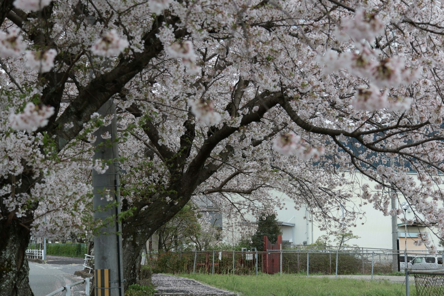 Scenic view of cherry blossom trees lining a road with surrounding buildings