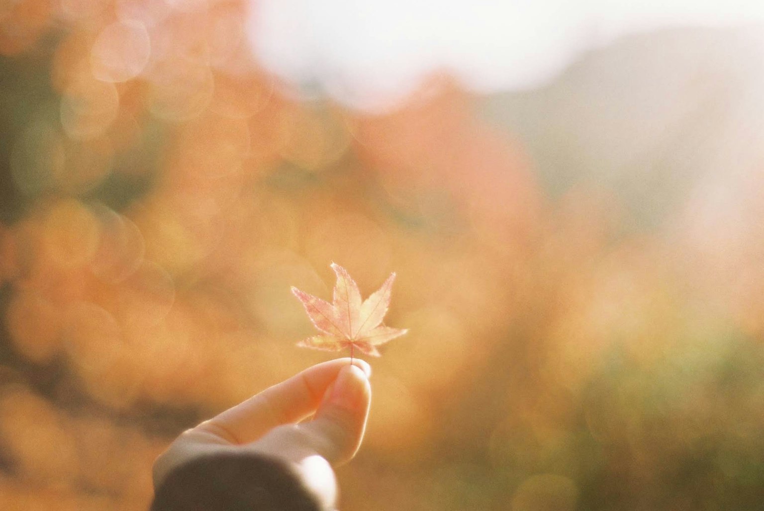 Primer plano de una mano sosteniendo una hoja de otoño luz suave difuminando el fondo