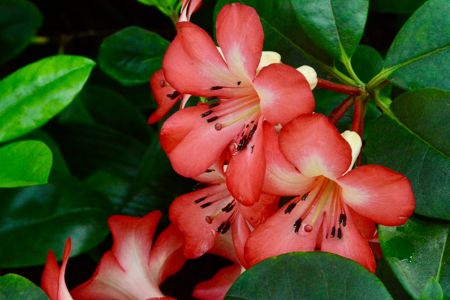 Racimos de flores rosas rodeadas de hojas verdes exuberantes