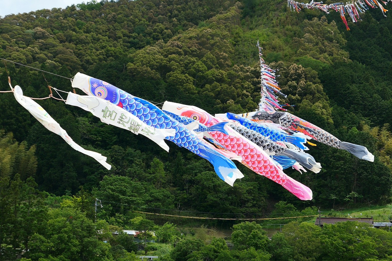 Koinobori melayang di angin dengan latar belakang hijau