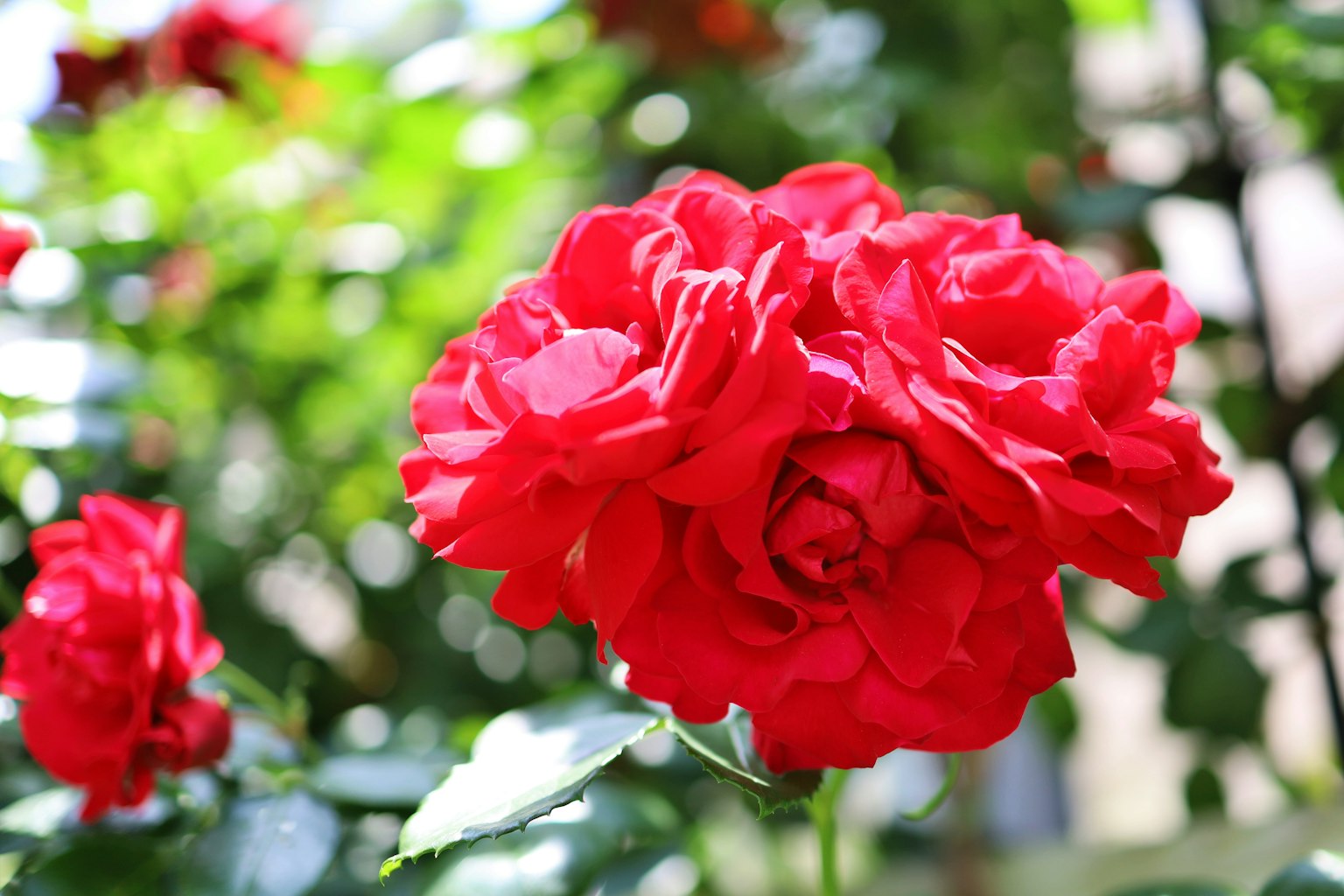 Flor de rosa roja vibrante destaca sobre un fondo verde