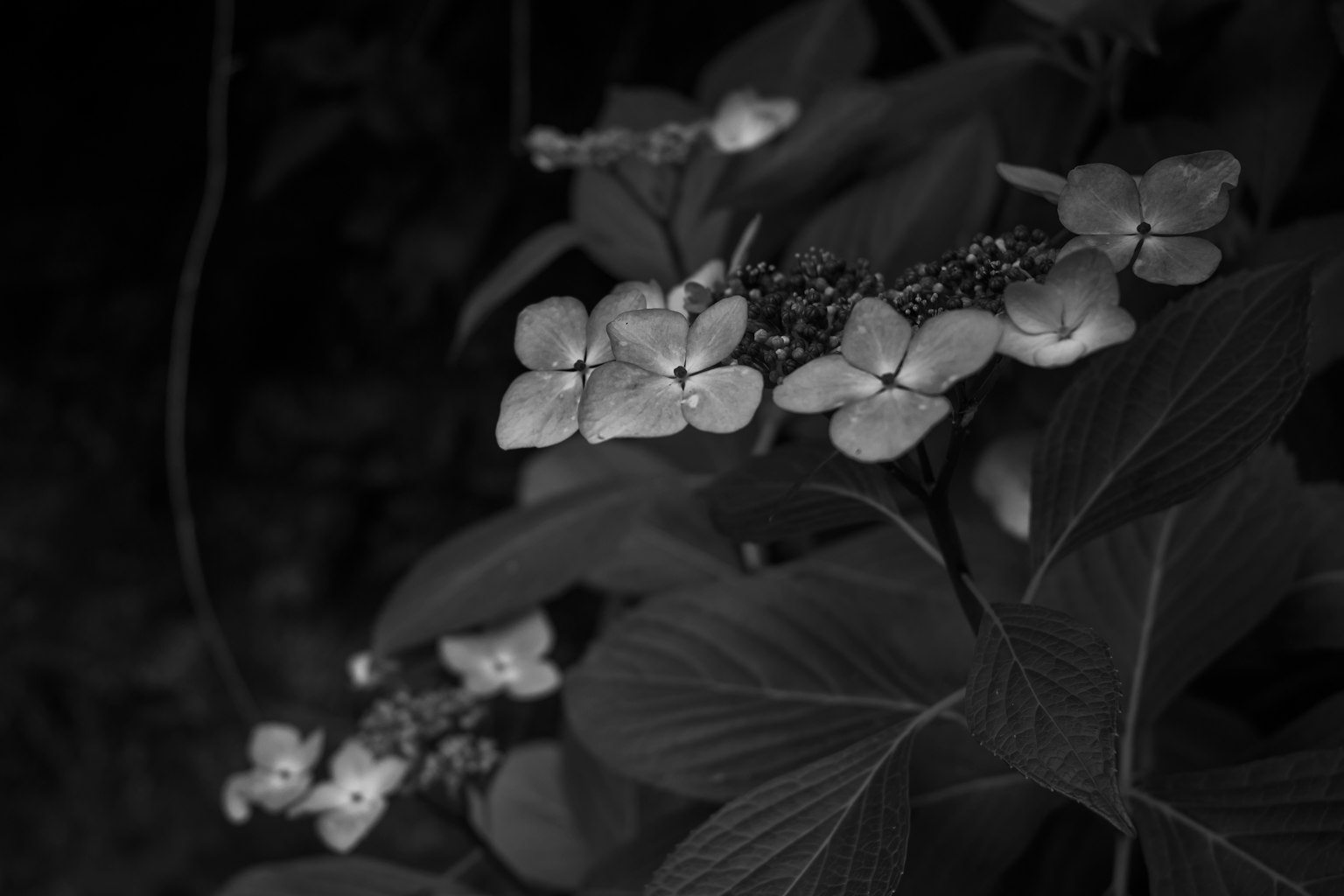 黑白色的白色花朵和葉子的特寫圖像