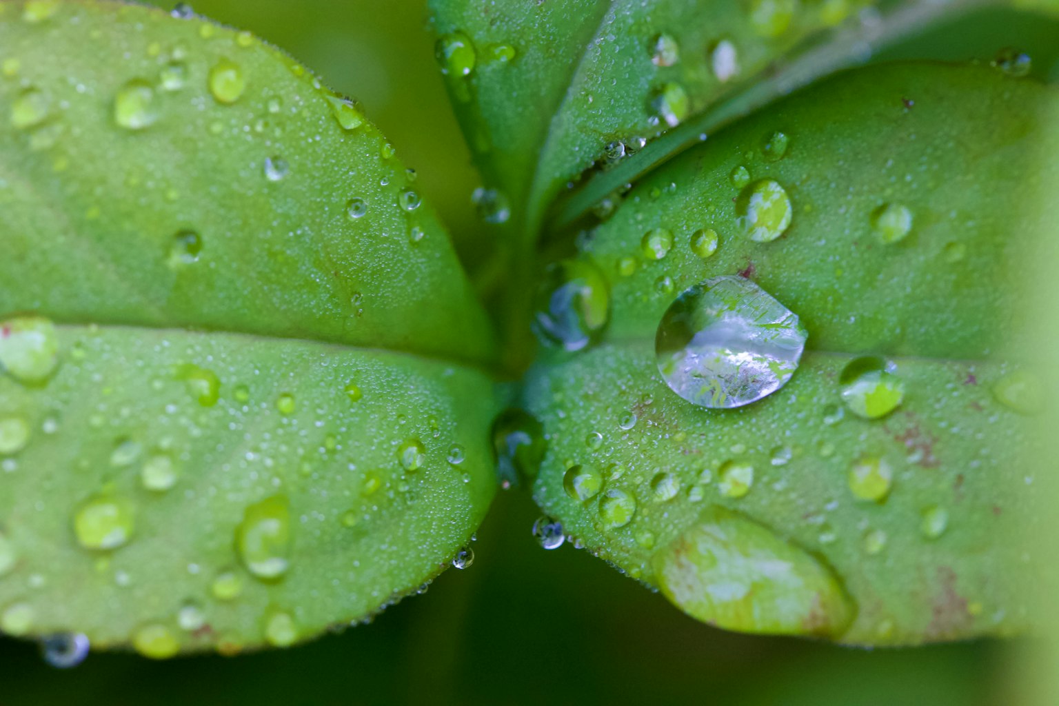 Primo piano di foglie verdi con gocce d'acqua
