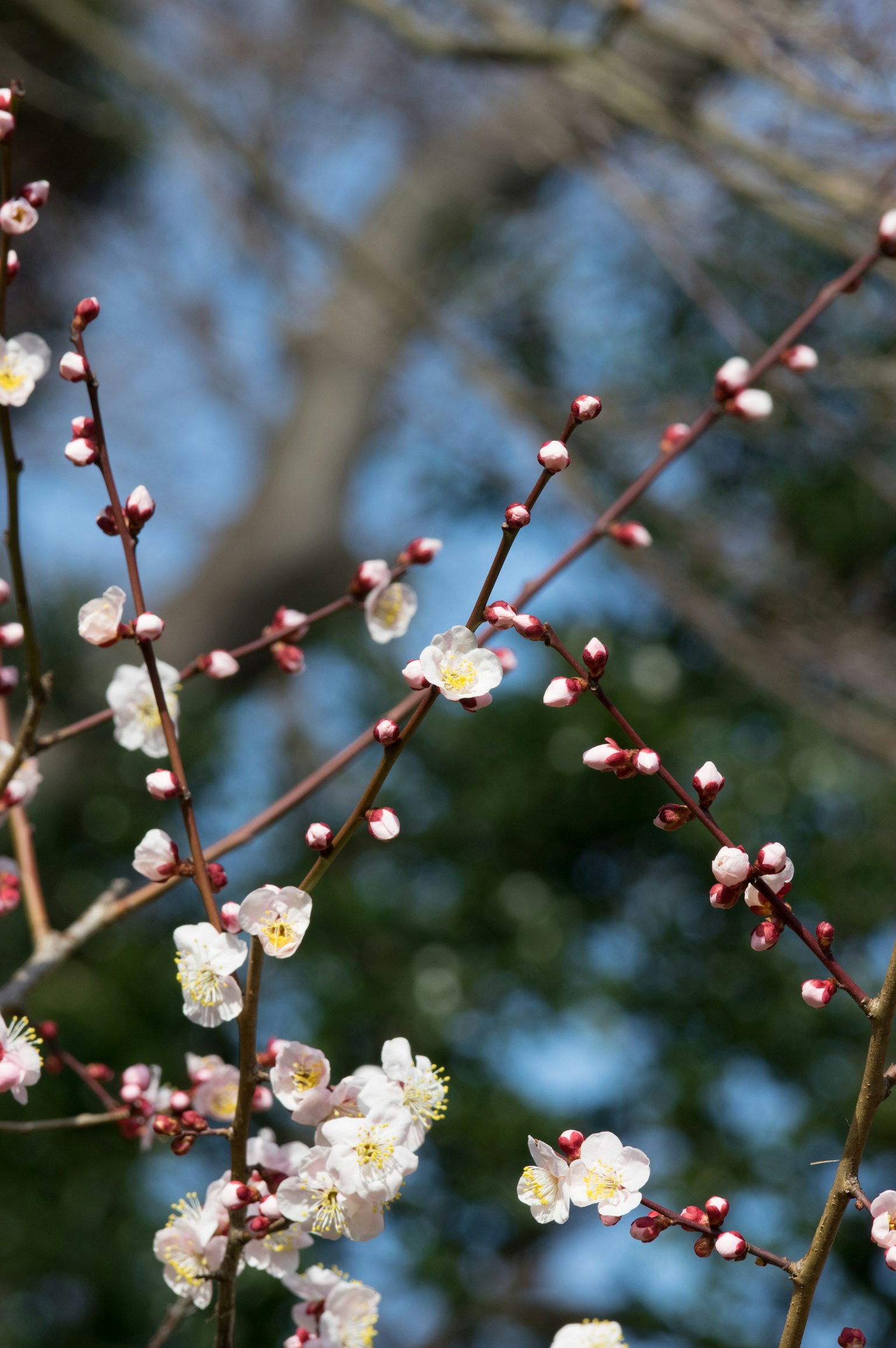 Nahaufnahme von Pflaumenbaumzweigen mit weißen Blüten und Knospen