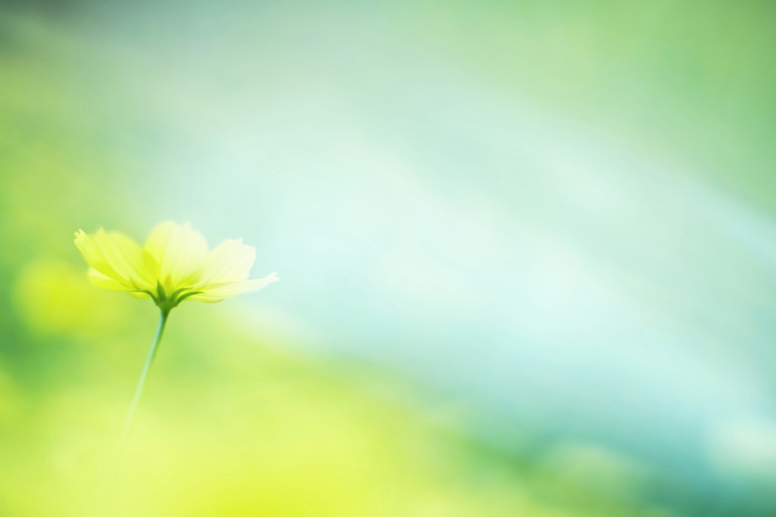 부드러운 녹색 배경에 노란 꽃의 클로즈업